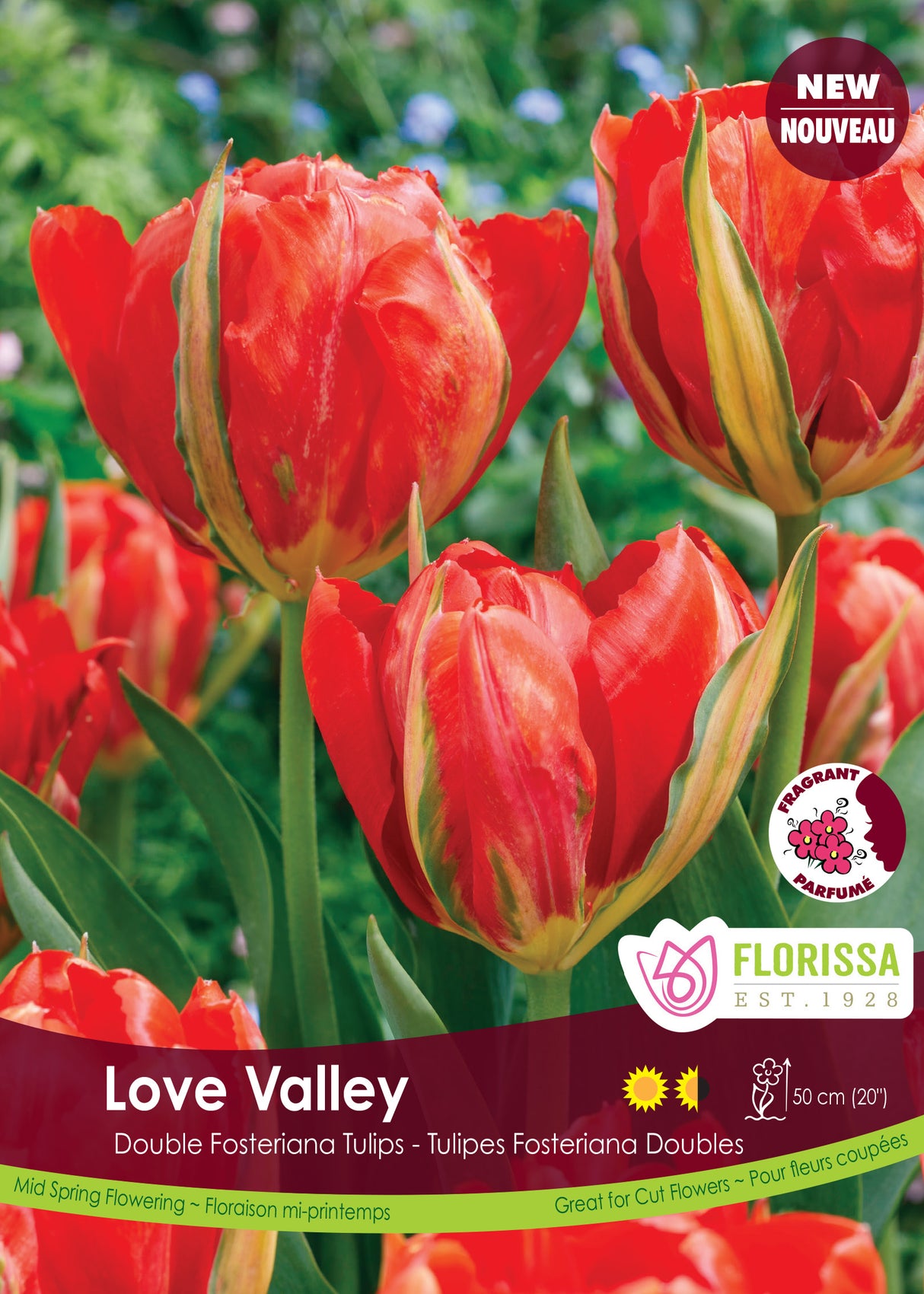 Tulip Fosteriana - Love Valley Bulk