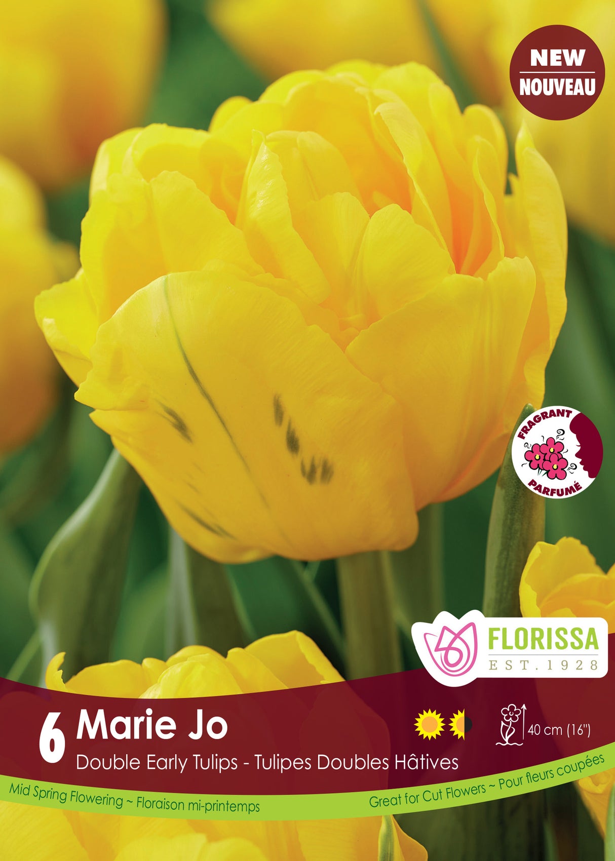 Tulip Double Early - Marie Jo Retail
