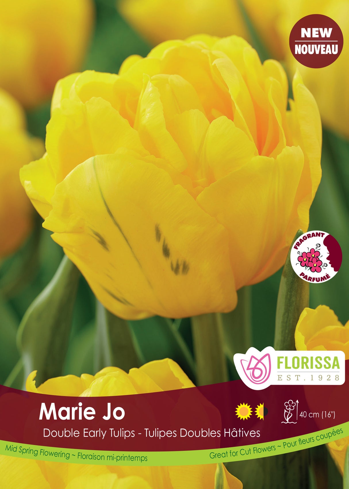 Tulip Double Early - Marie Jo Bulk