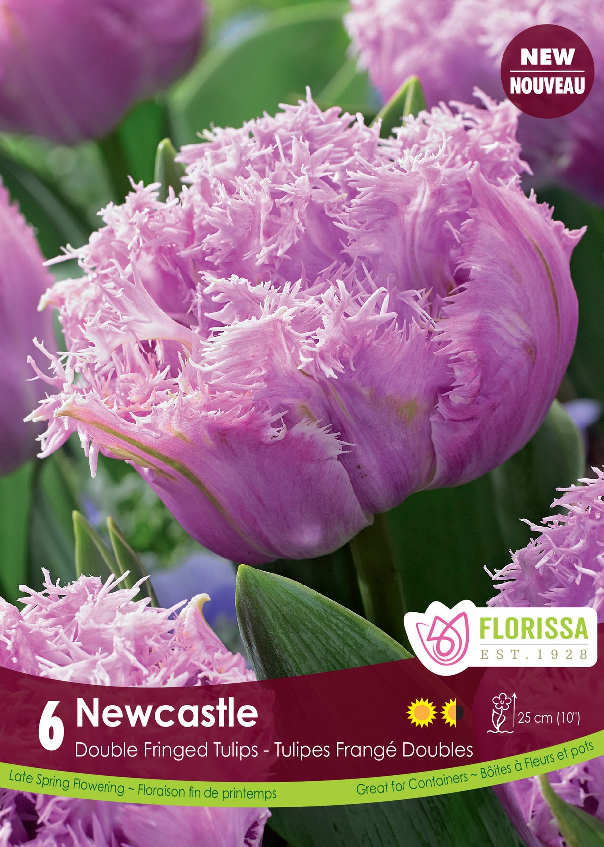 Tulip Double Fringed - Newcastle Retail