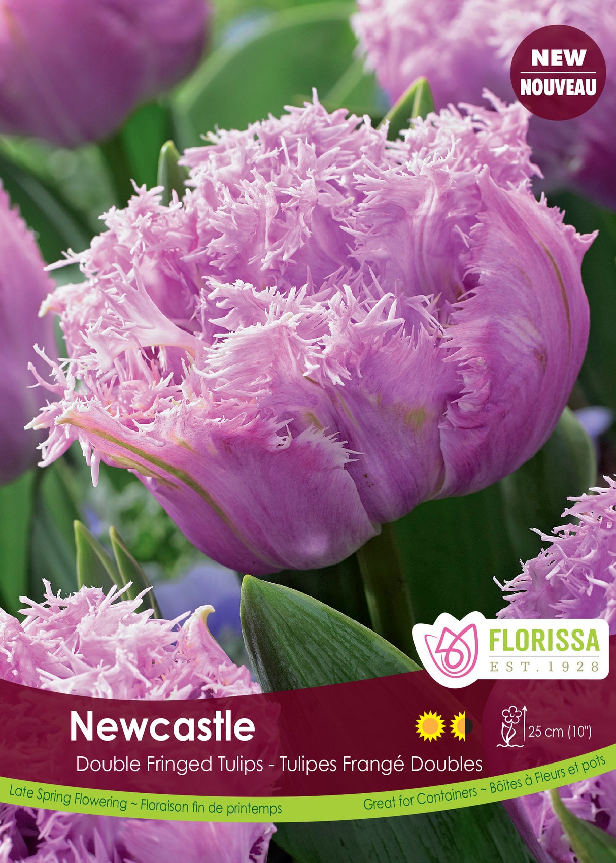 Tulip Double Fringed - Newcastle Bulk