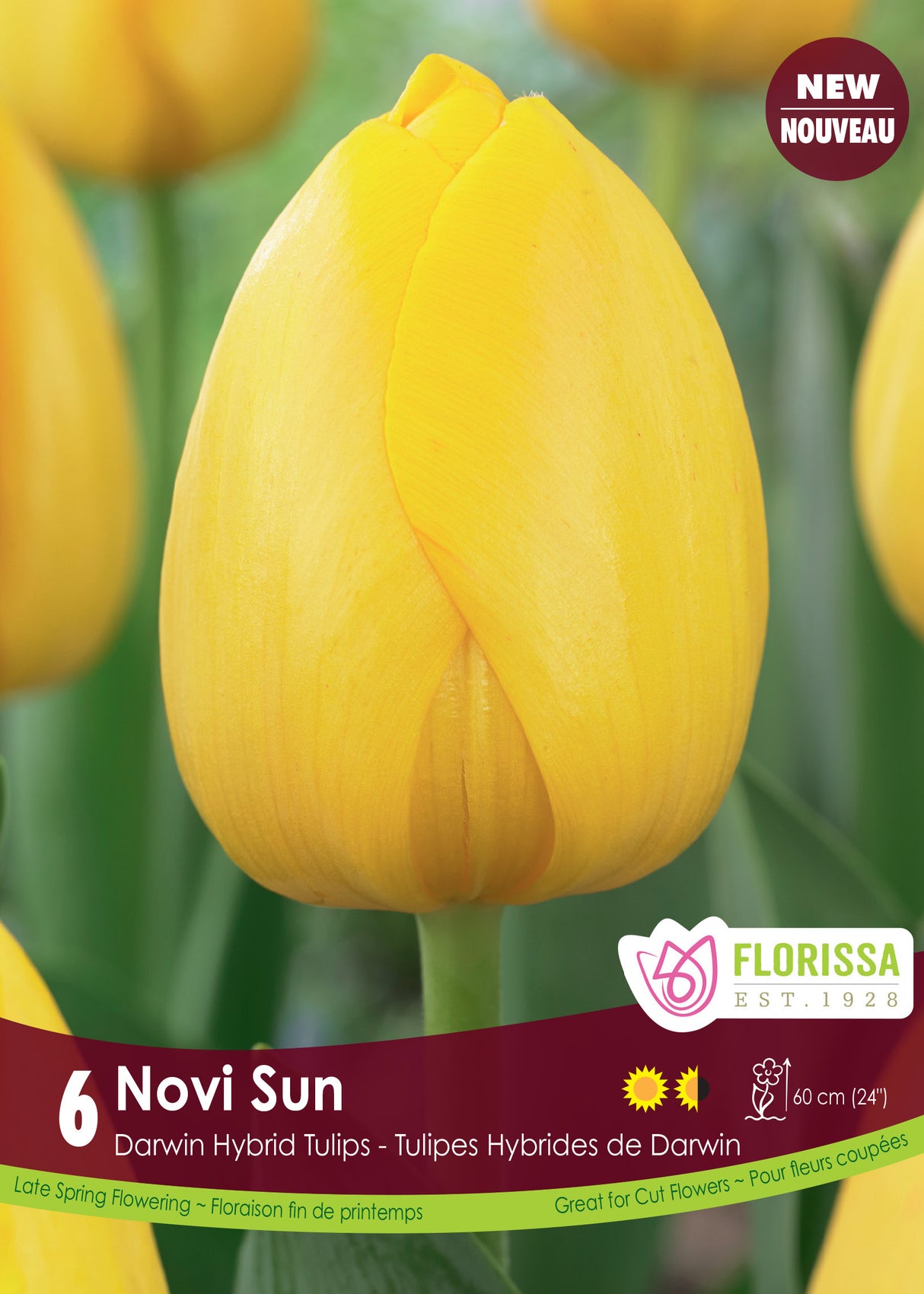 Tulip Darwin Hybrid - Novi Sun Retail