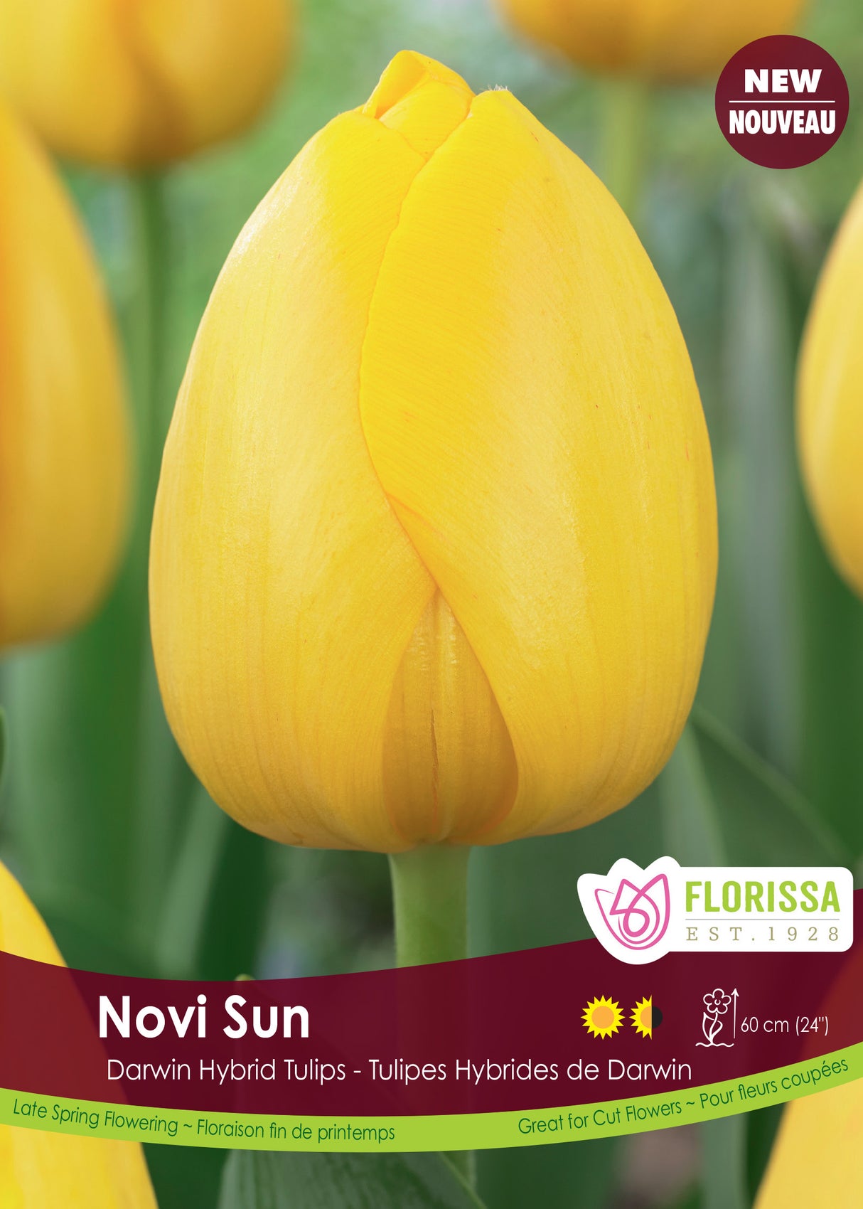 Tulip Darwin Hybrid - Novi Sun Bulk