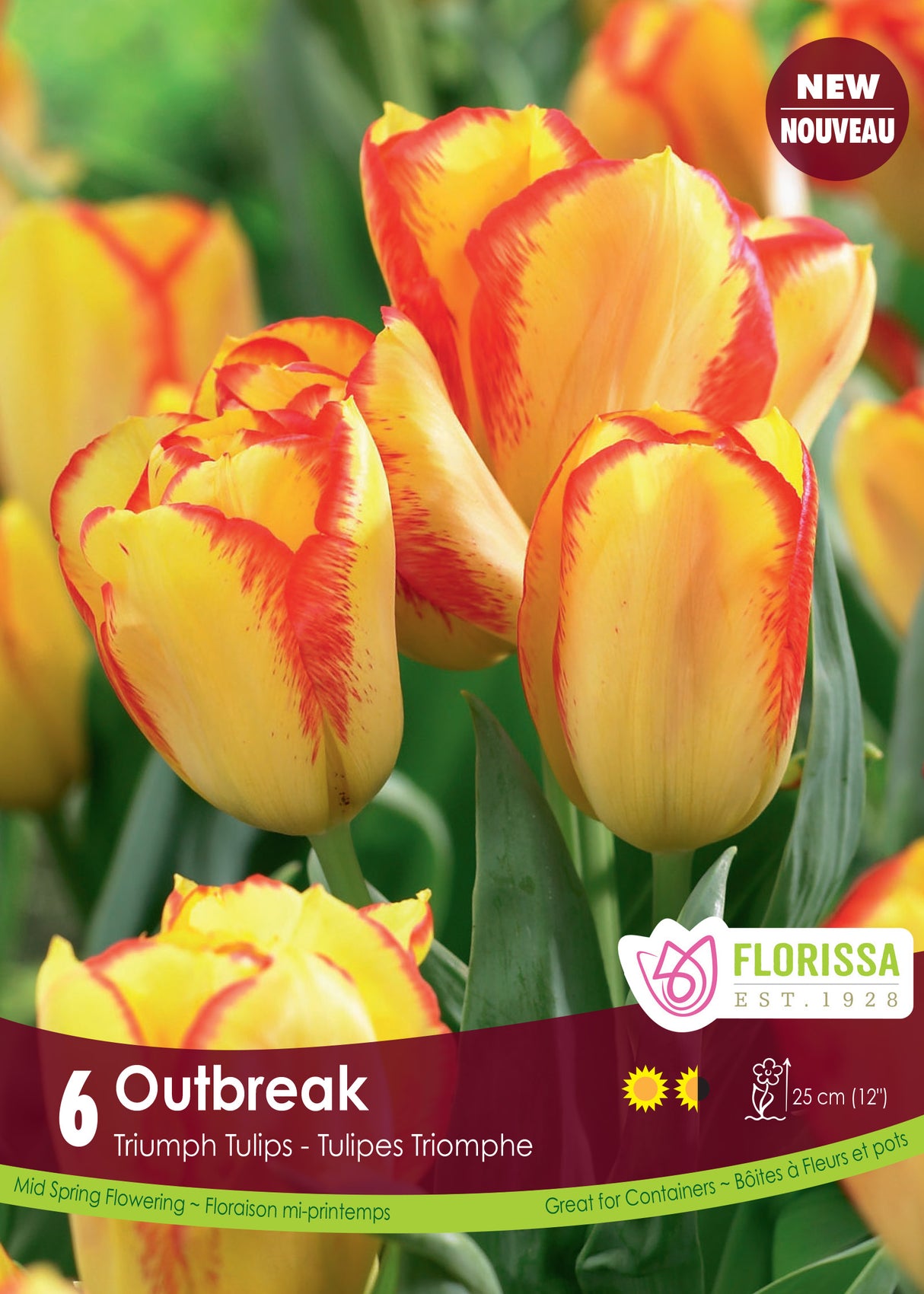 Tulip Triumph - Outbreak Retail