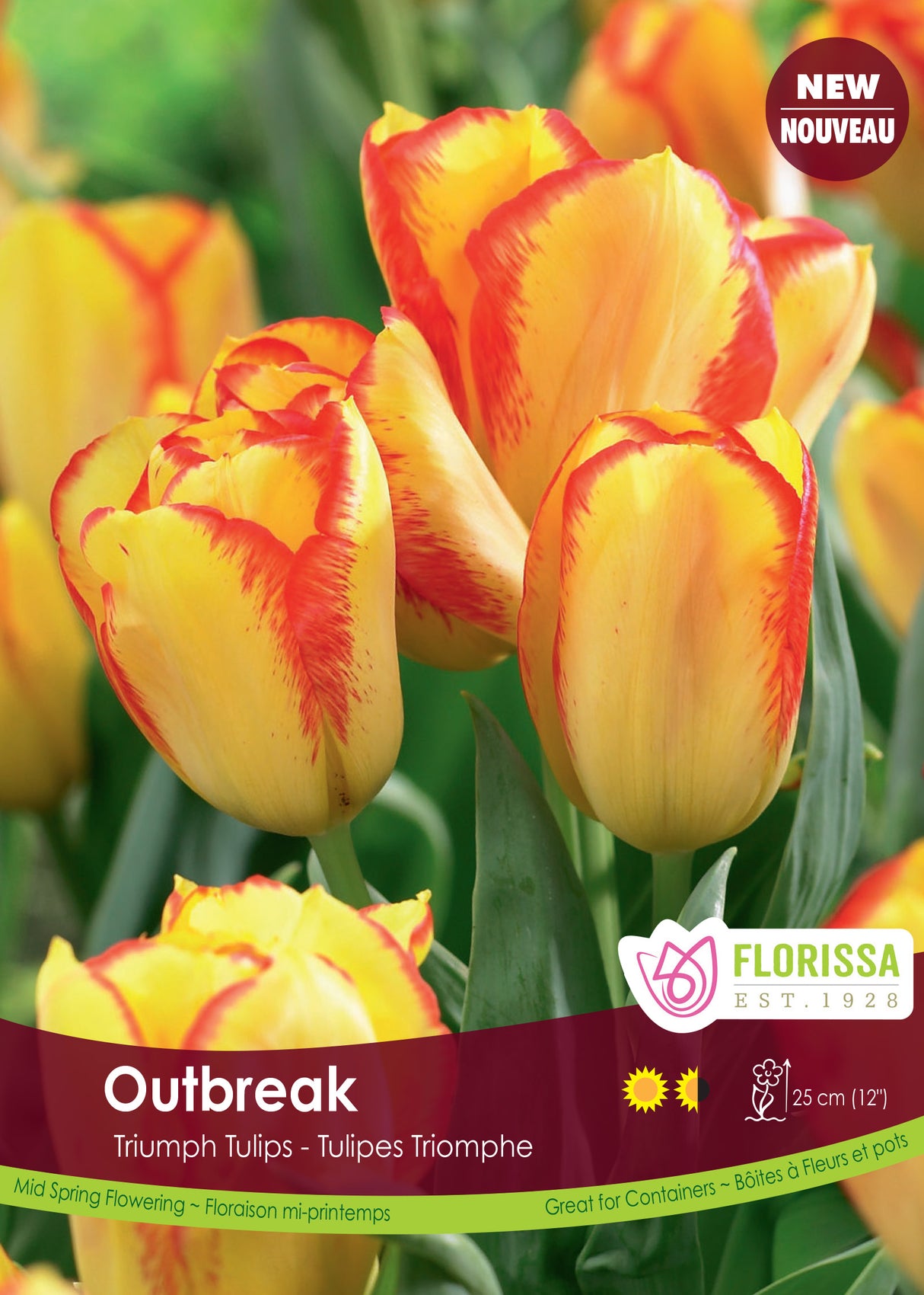 Tulip Triumph - Outbreak Bulk