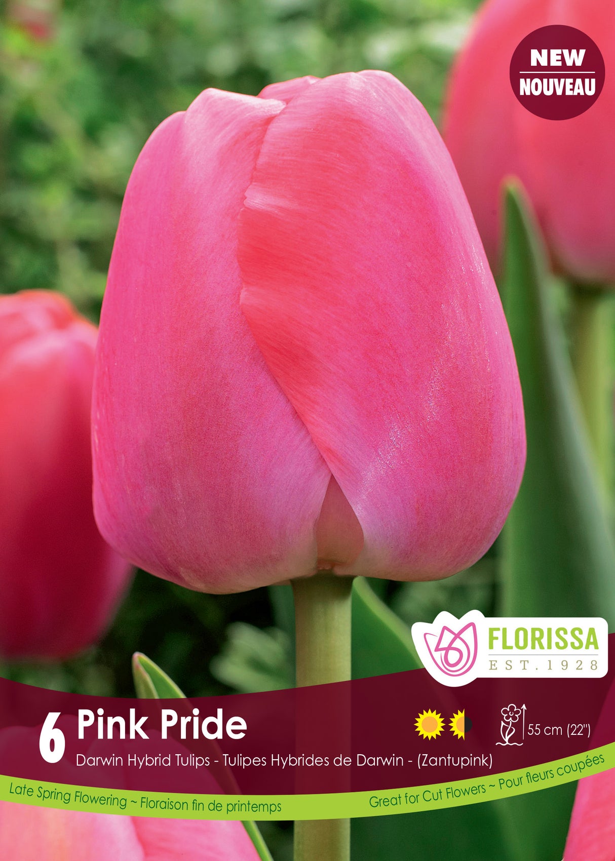 Tulip Darwin Hybrid - Pink Pride Retail