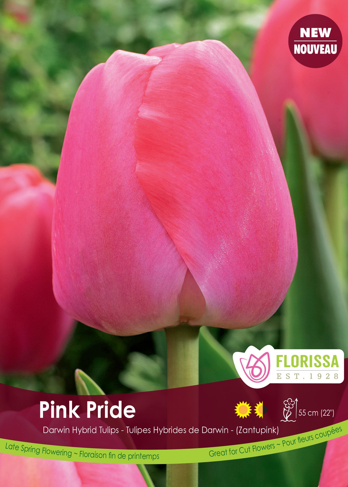 Tulip Darwin Hybrid - Pink Pride Bulk