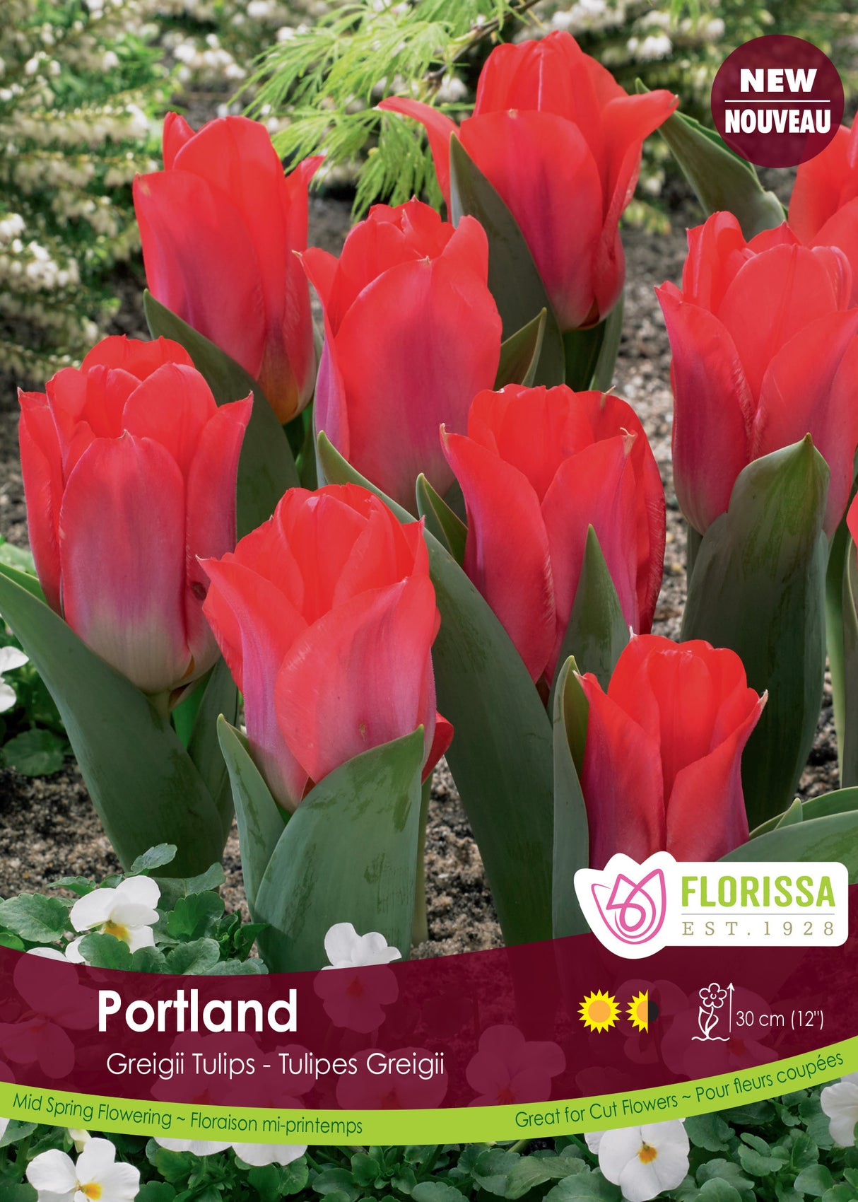 Tulip Kaufmanniana - Portland Bulk