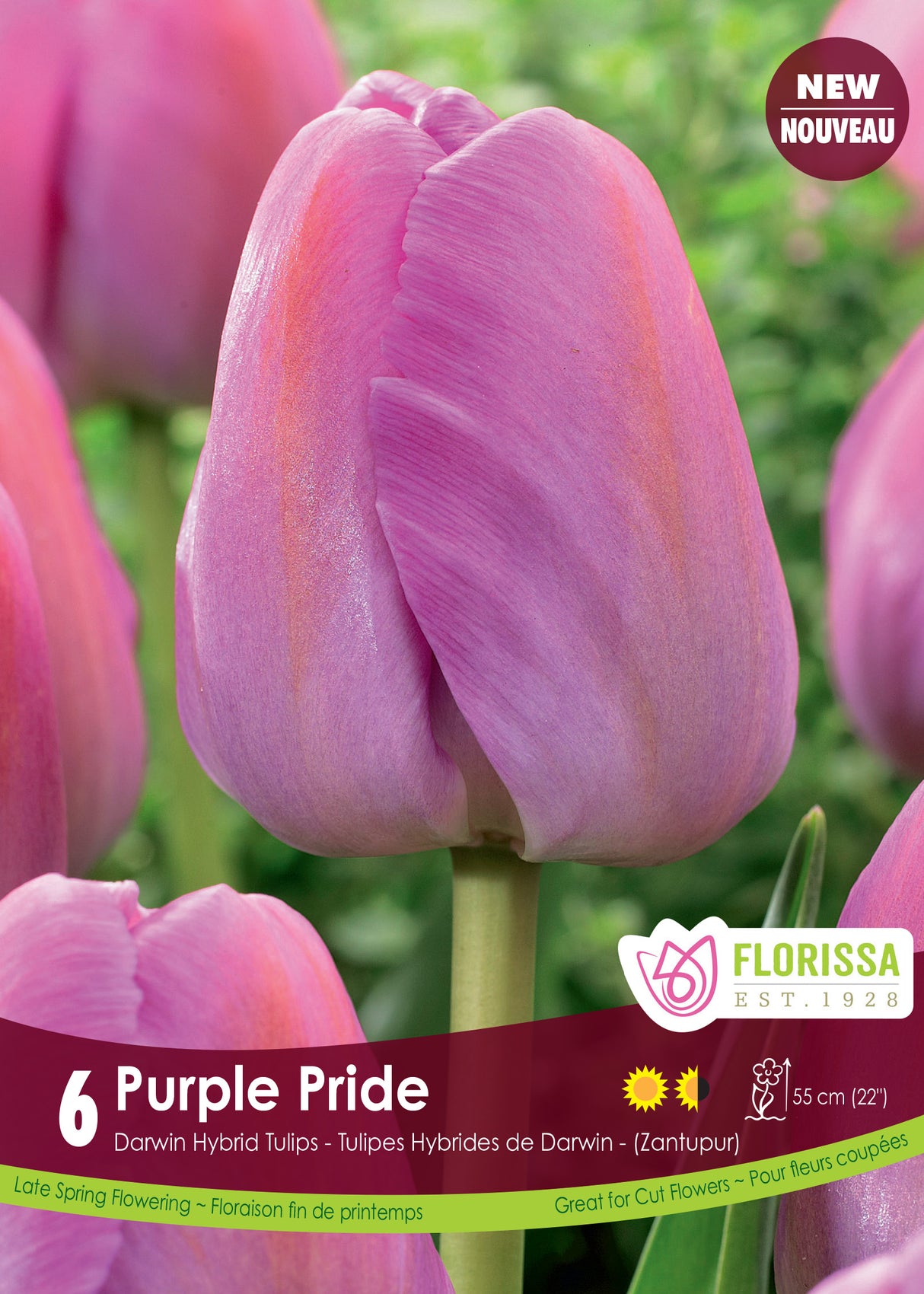 Tulip Darwin Hybrid - Purple Pride Retail