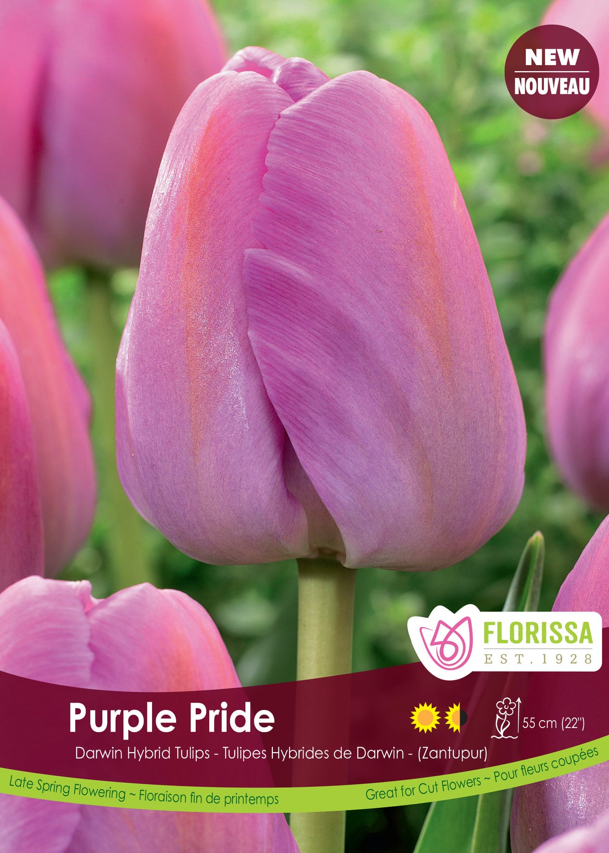 Tulip Darwin Hybrid - Purple Pride Bulk