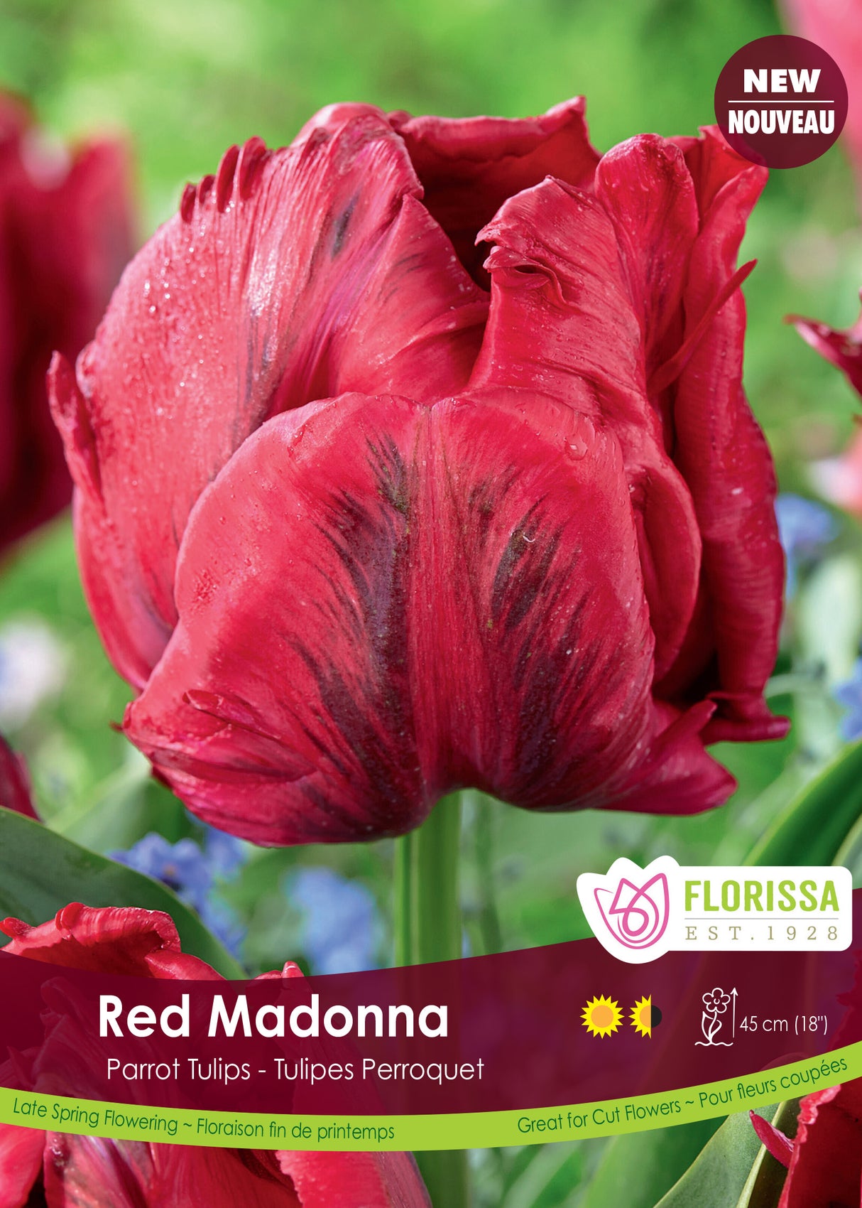 Tulip Parrot - Red Madonna Bulk