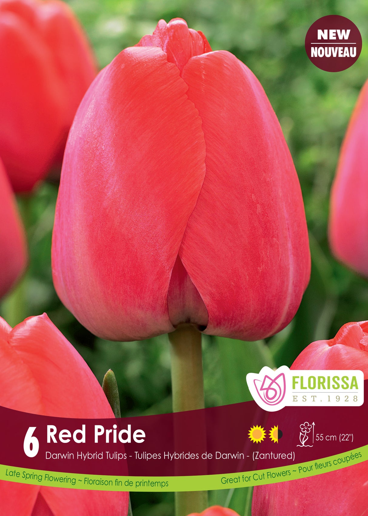 Tulip Darwin Hybrid - Red Pride Retail