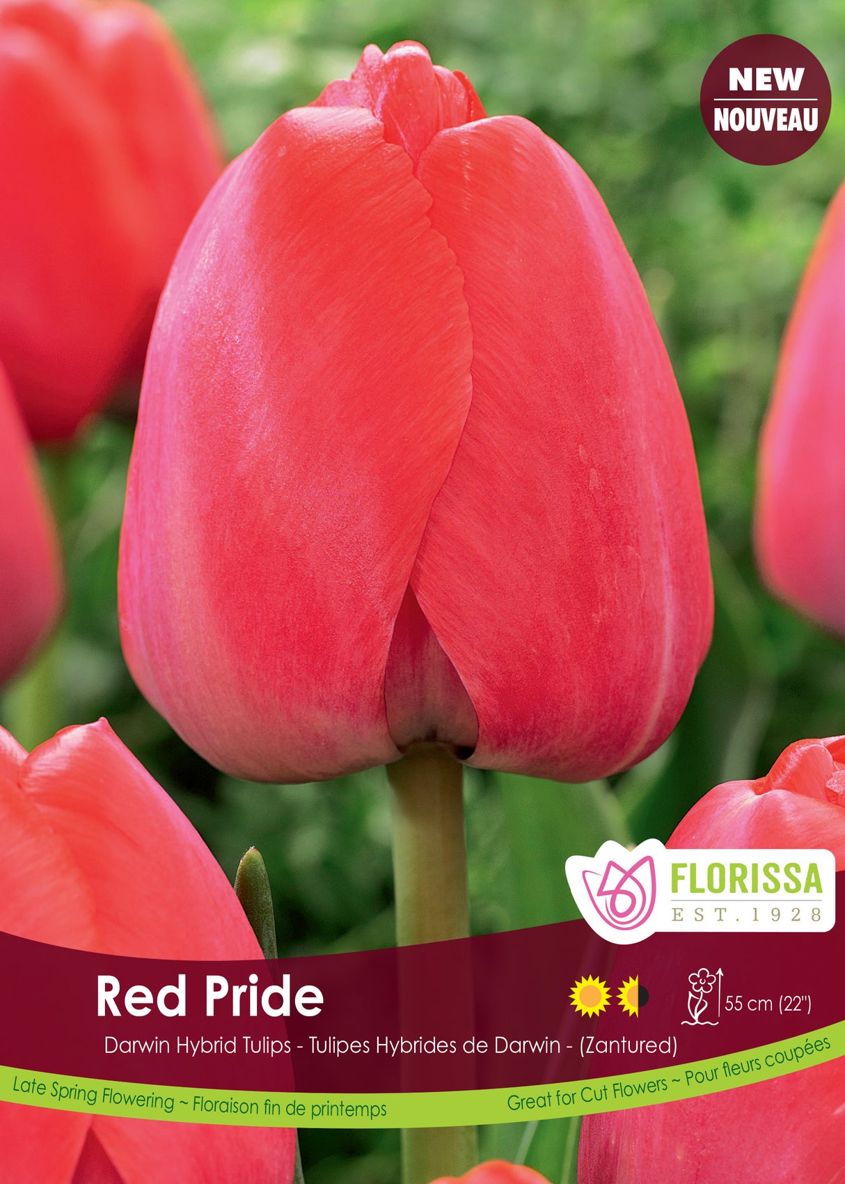Tulip Darwin Hybrid - Red Pride Bulk