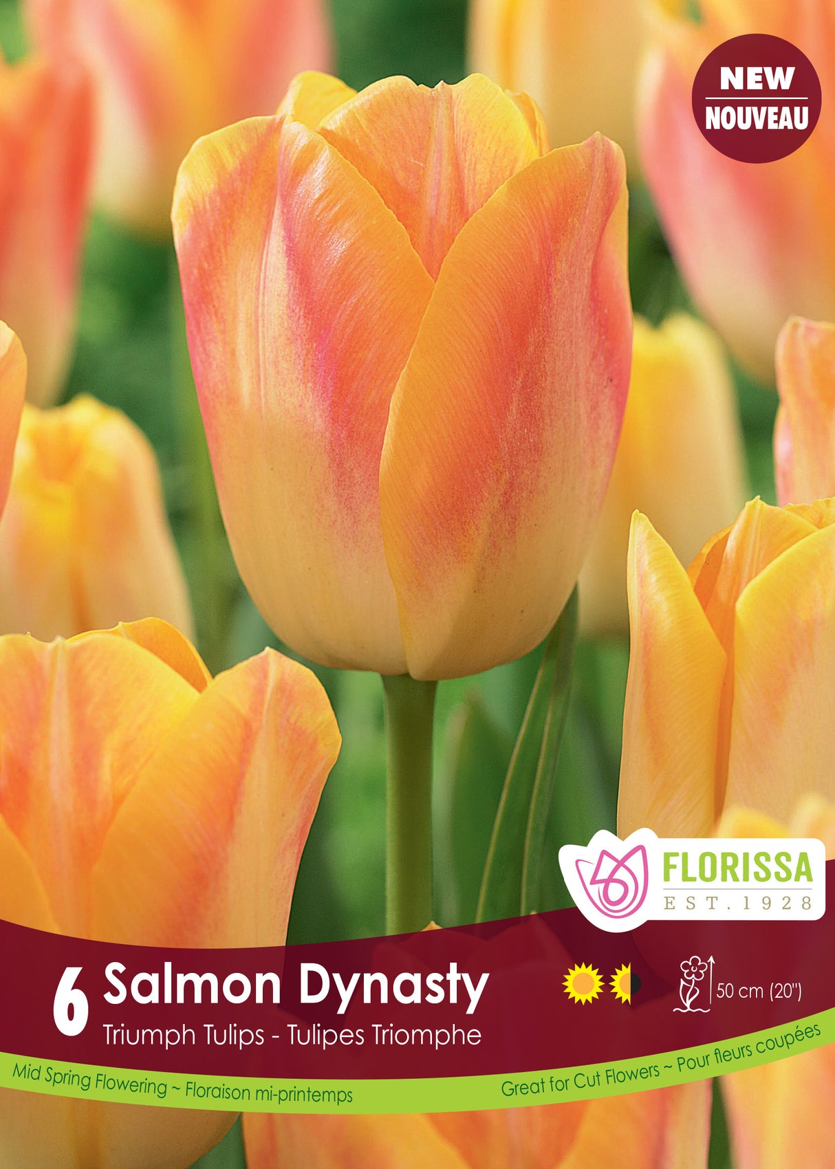 Tulip Triumph - Salmon Dynasty Retail