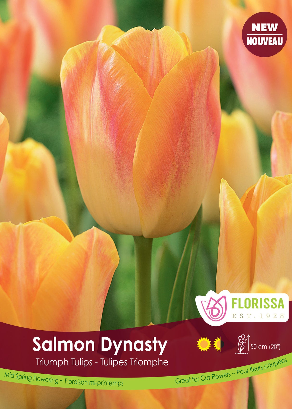 Tulip Triumph - Salmon Dynasty Bulk