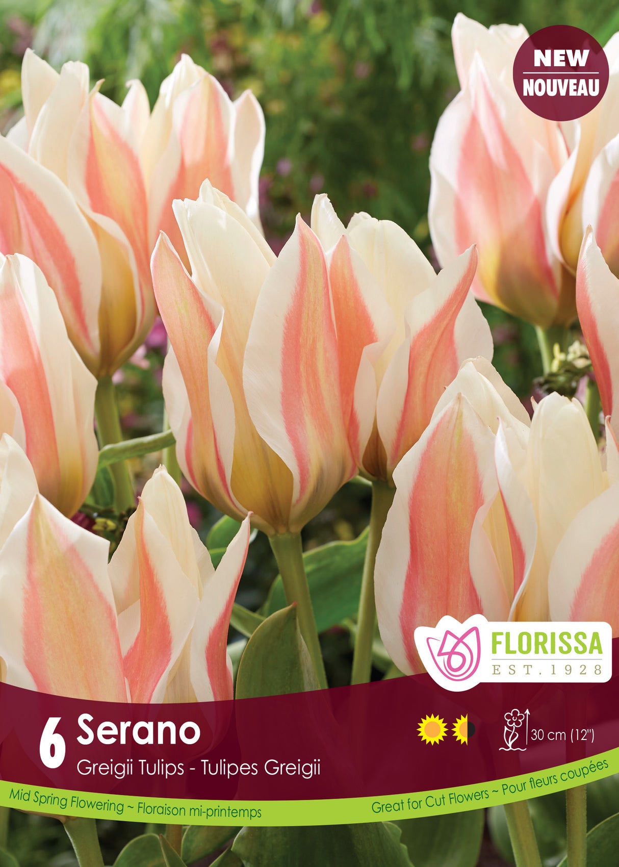 Tulip Kaufmanniana - Serano Retail