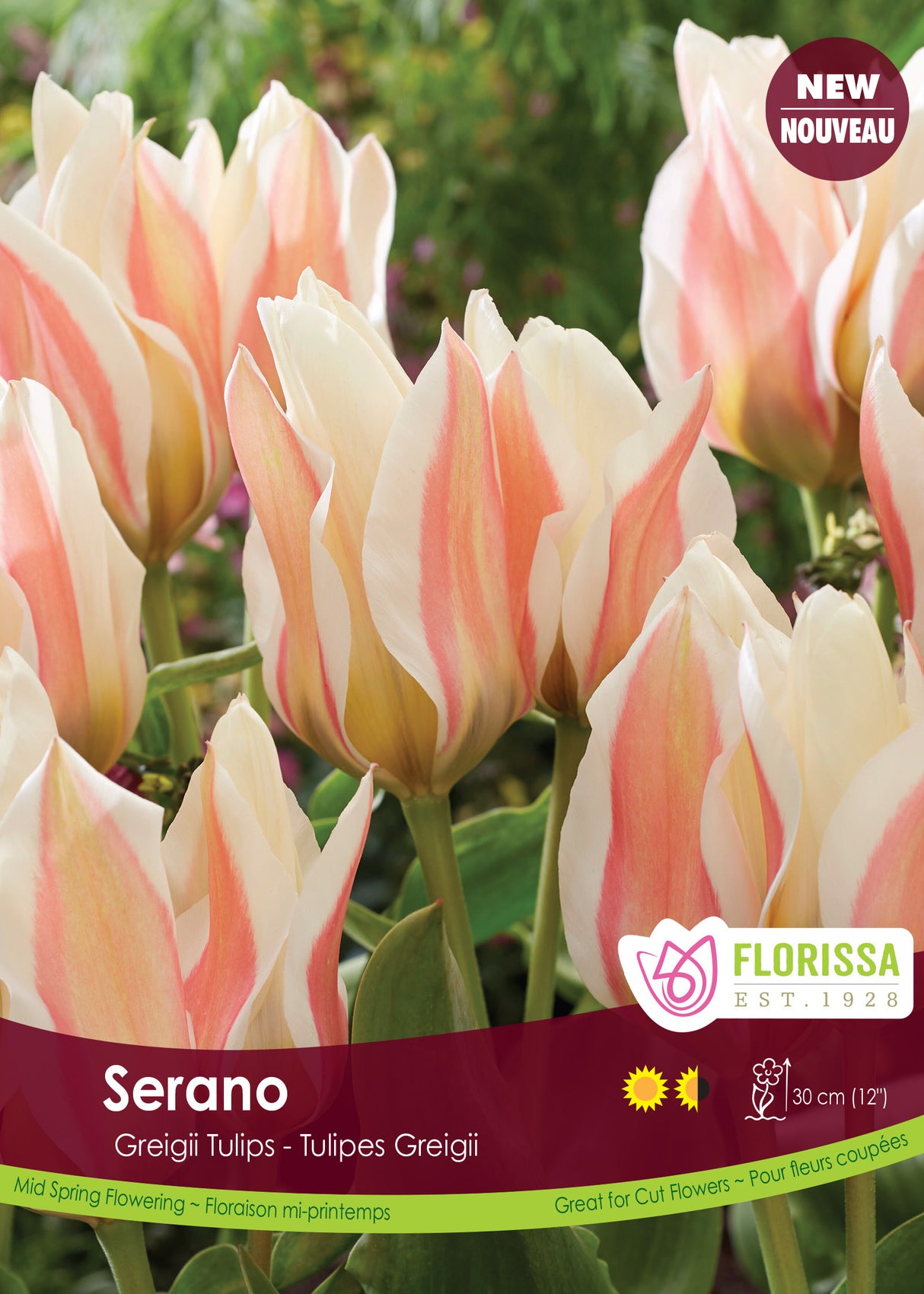 Tulip Kaufmanniana - Serano Bulk
