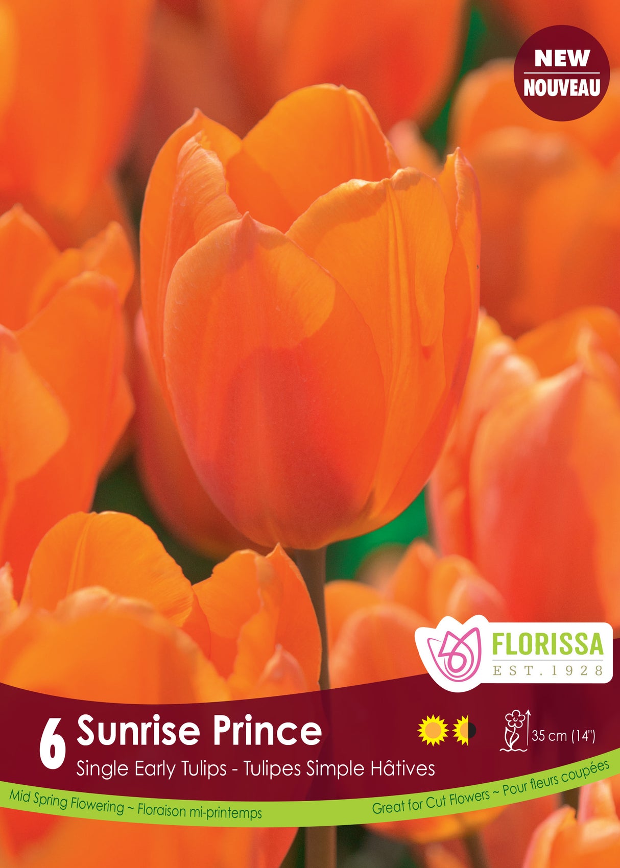 Tulip Single Early - Sunrise Prince Retail