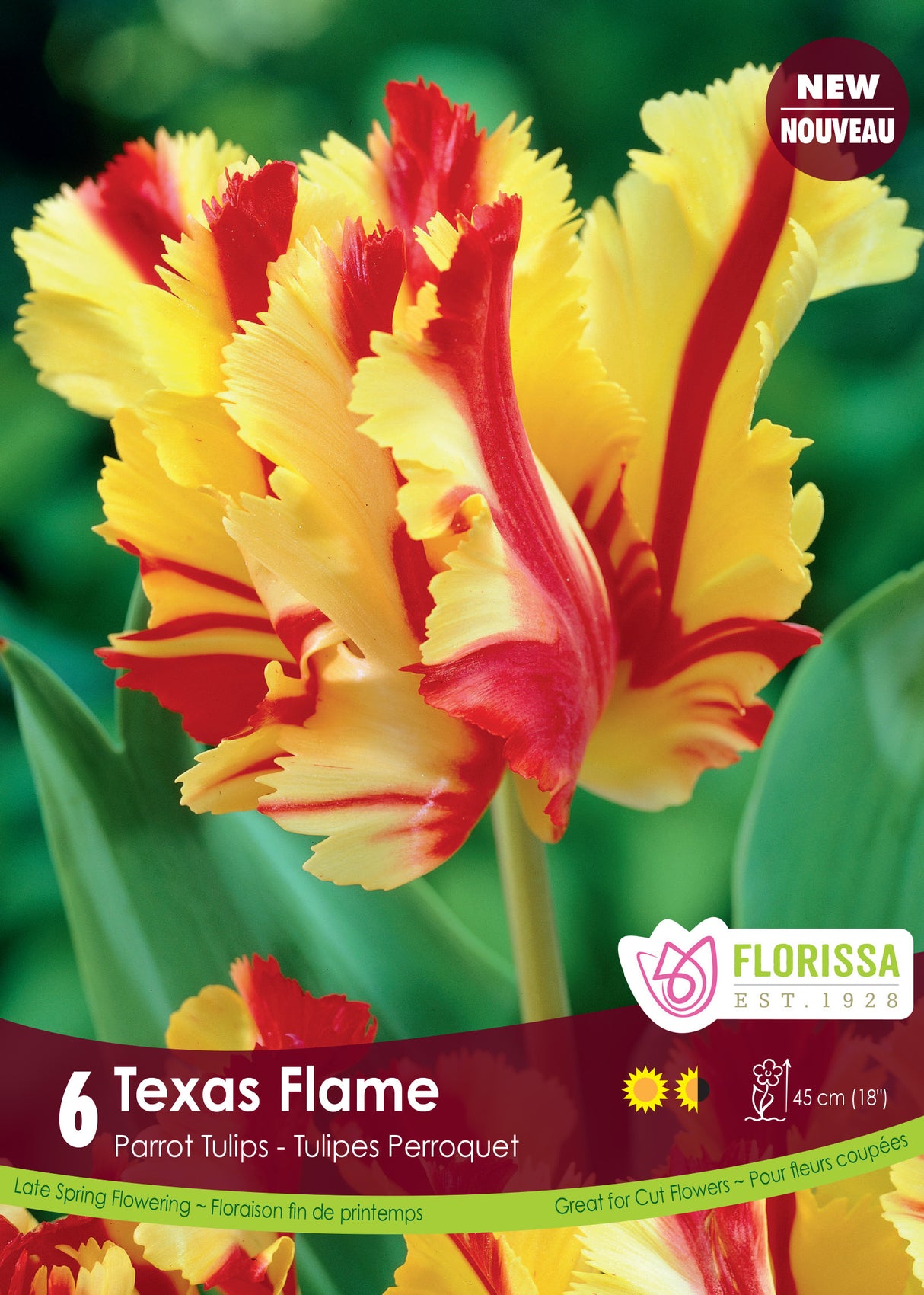 Tulip Parrot - Texas Flame Retail