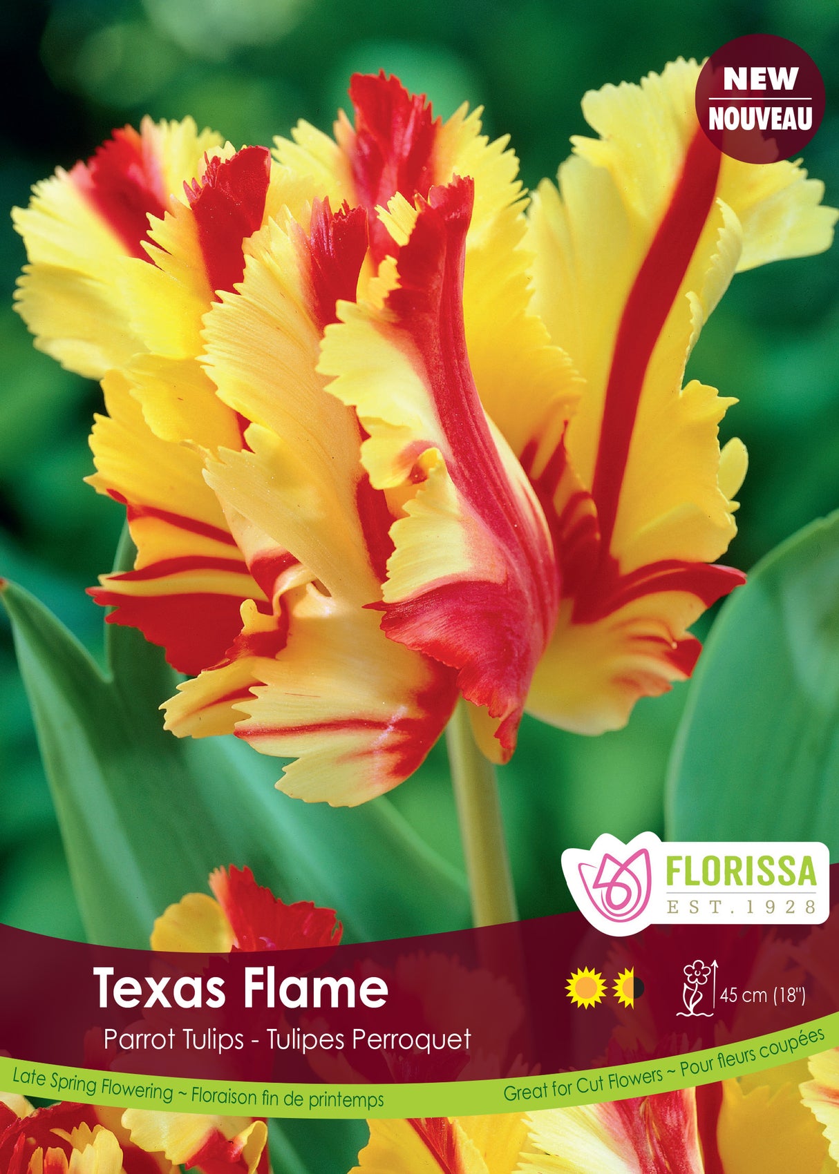 Tulip Parrot - Texas Flame Bulk