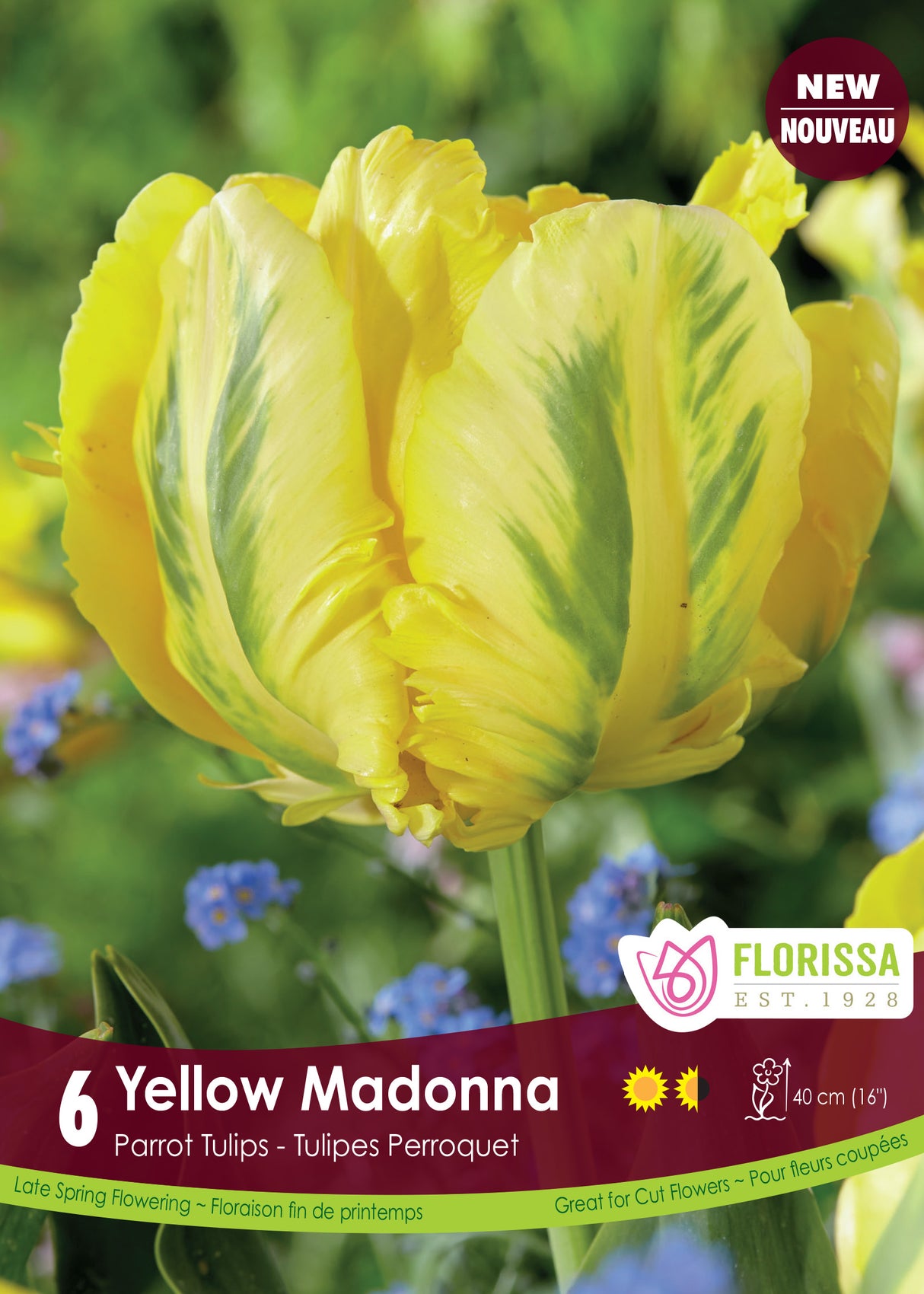 Tulip Parrot - Yellow Madonna Retail
