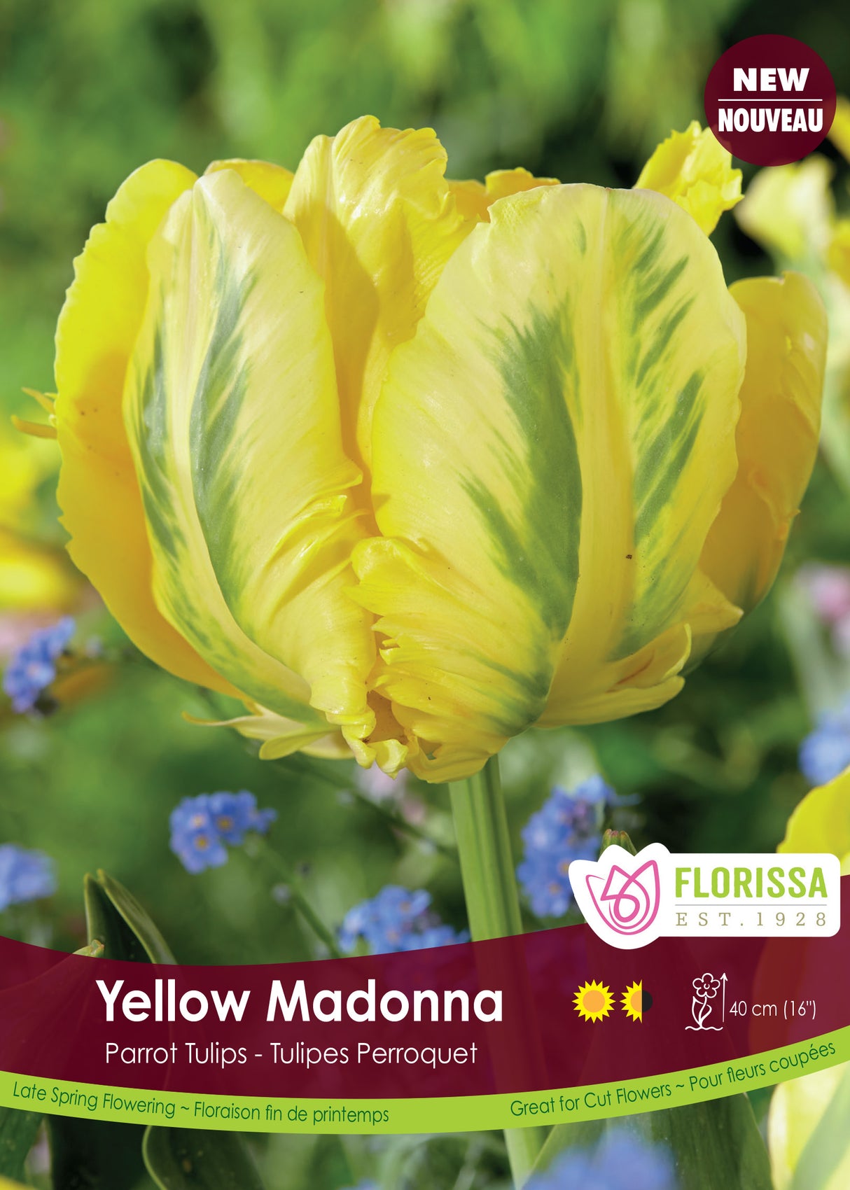 Tulip Parrot - Yellow Madonna Bulk