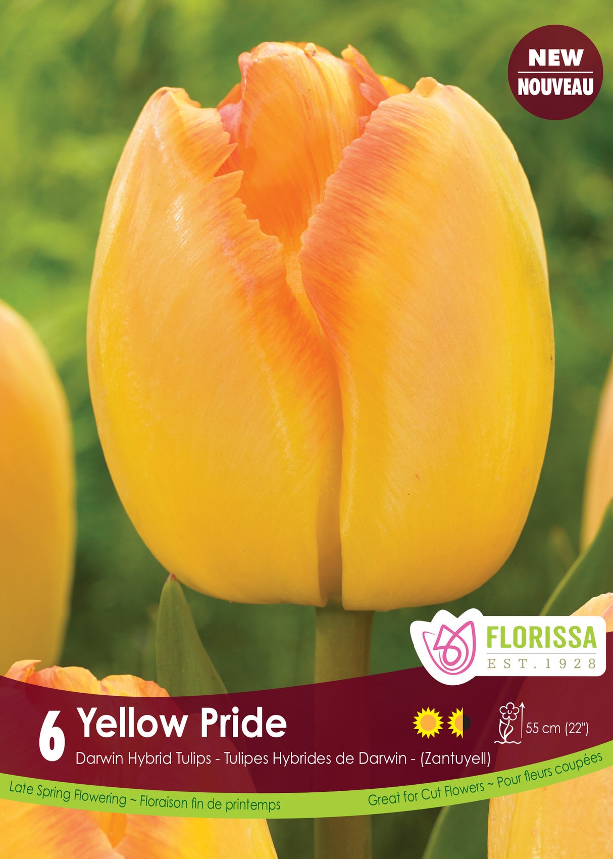 Tulip Darwin Hybrid - Yellow Pride Retail