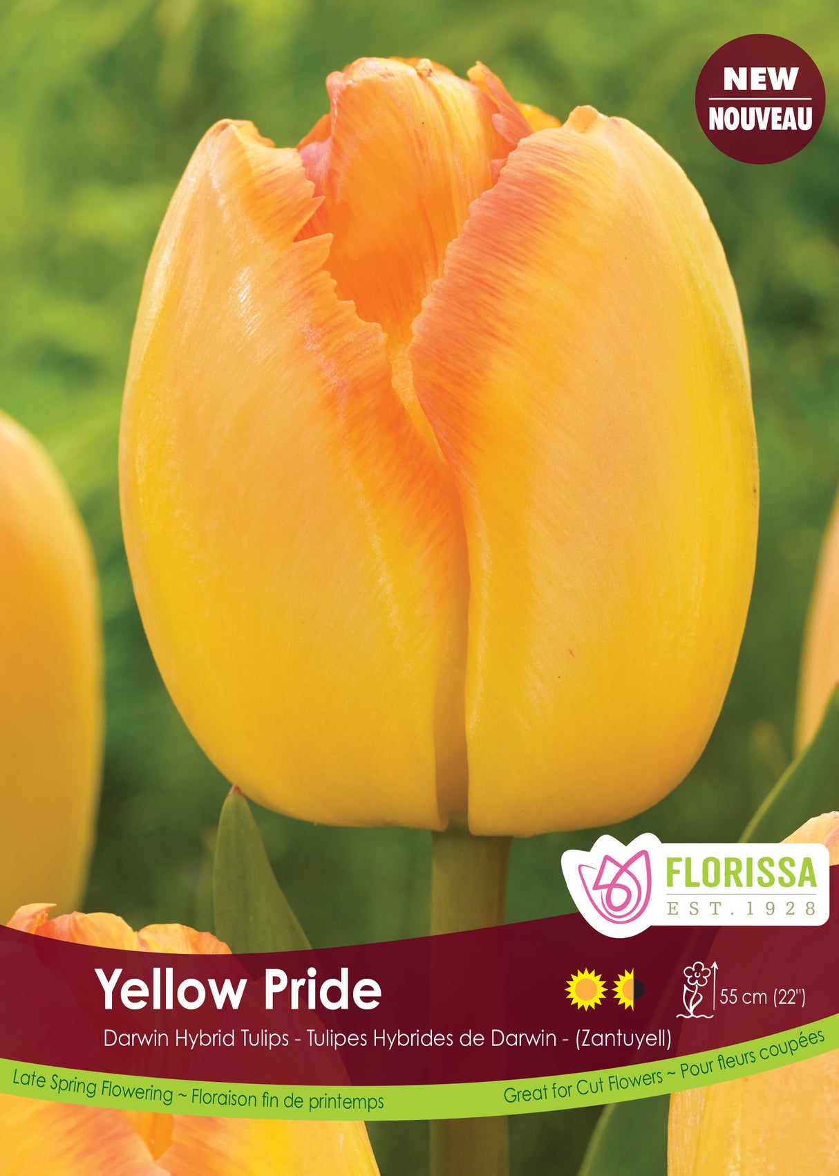 Tulip Darwin Hybrid - Yellow Pride Bulk