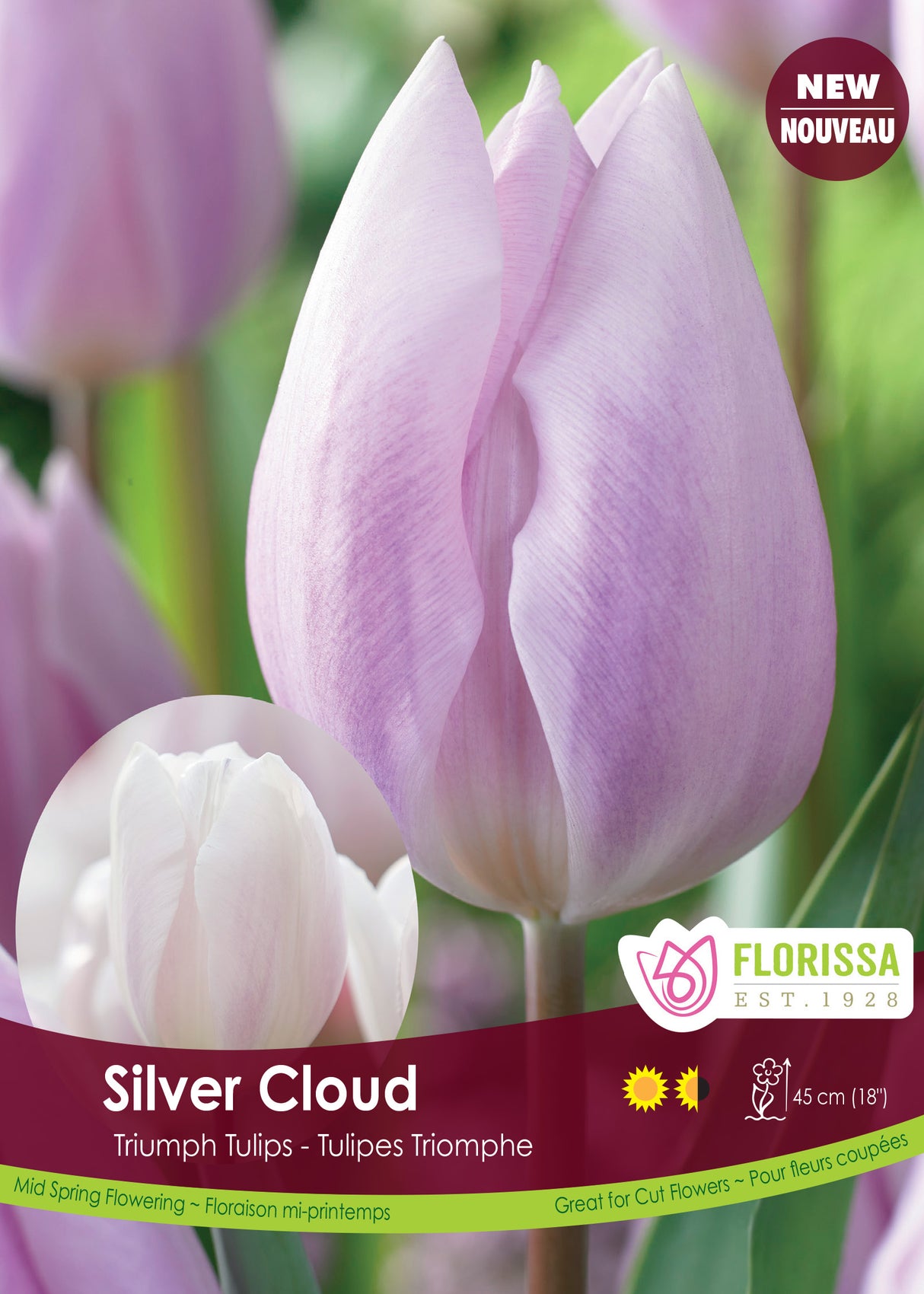 Tulip Triumph - Silver Cloud Bulk
