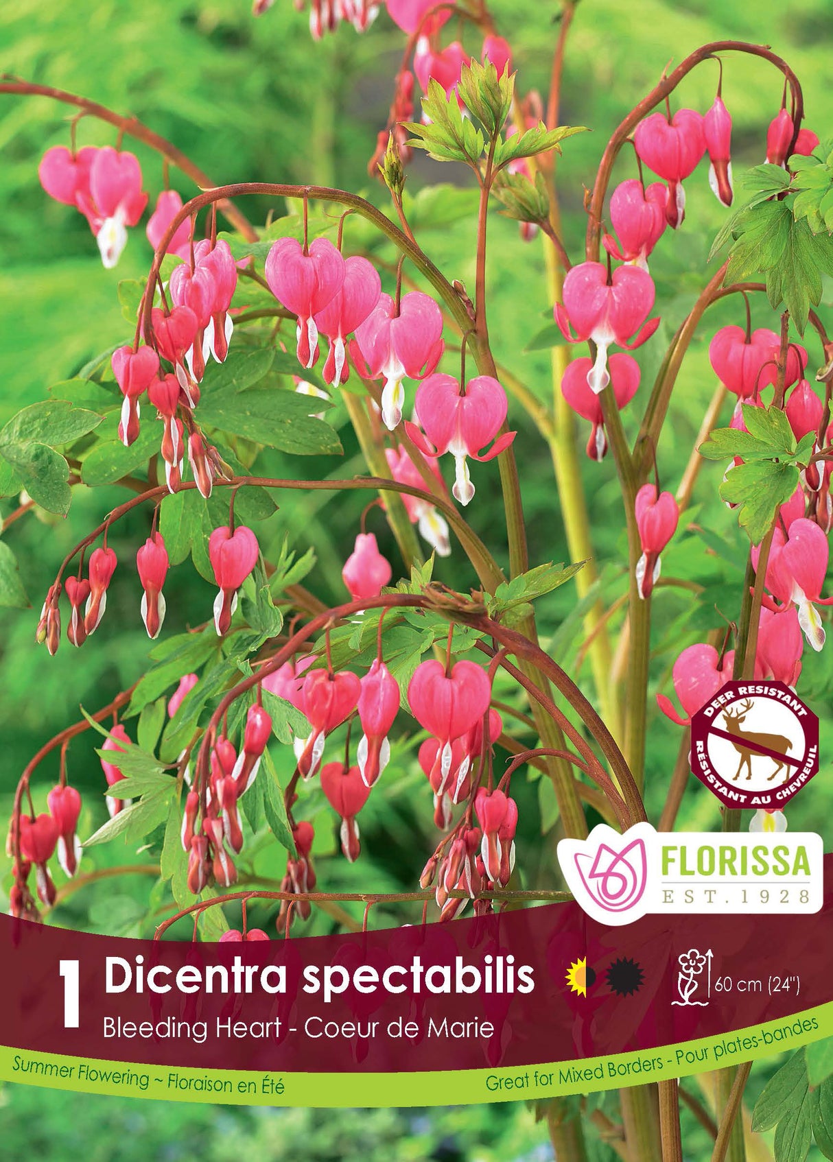 Dicentra - Spectabilis Retail