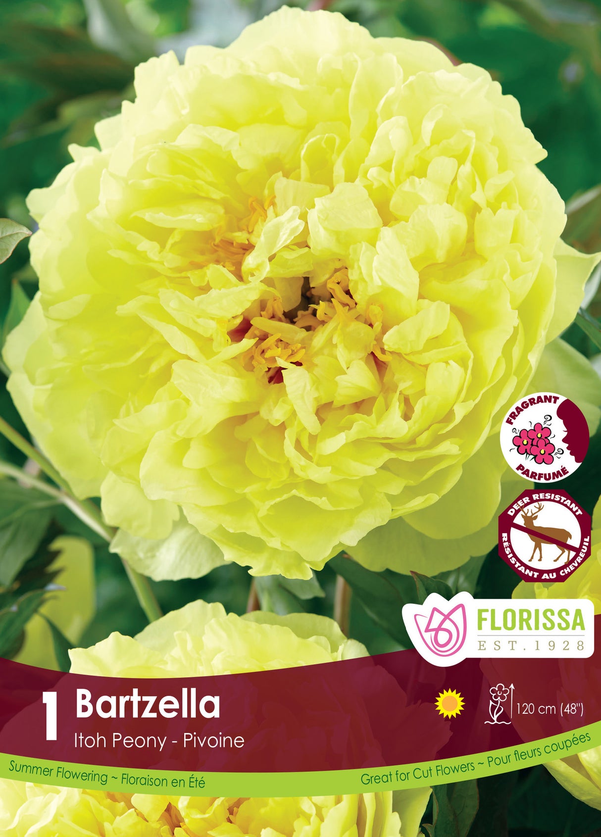 Paeonia Itoh - Bartzella Retail