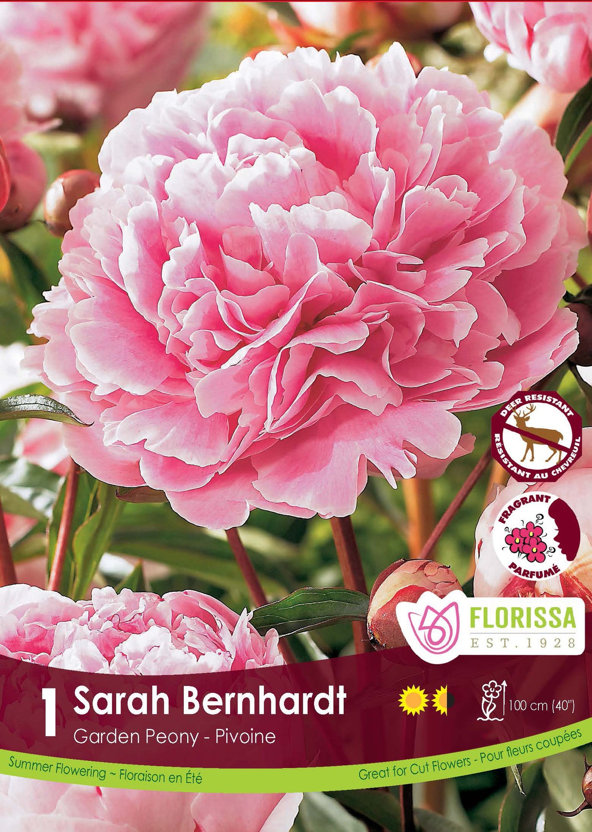 Paeonia - Sarah Bernhardt Retail