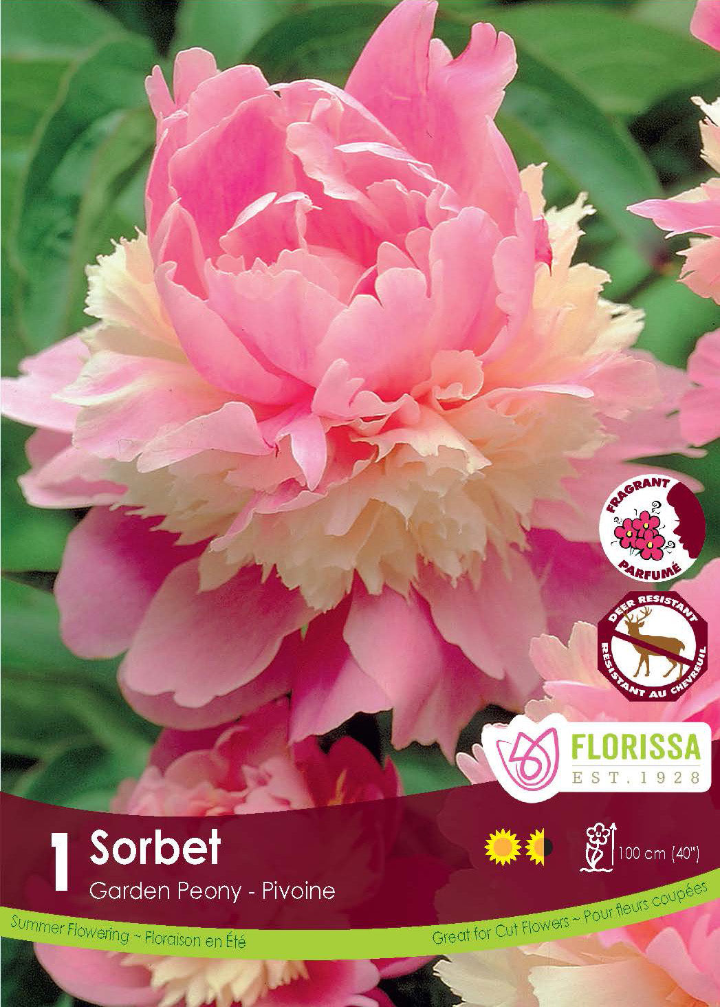 Paeonia - Sorbet Retail