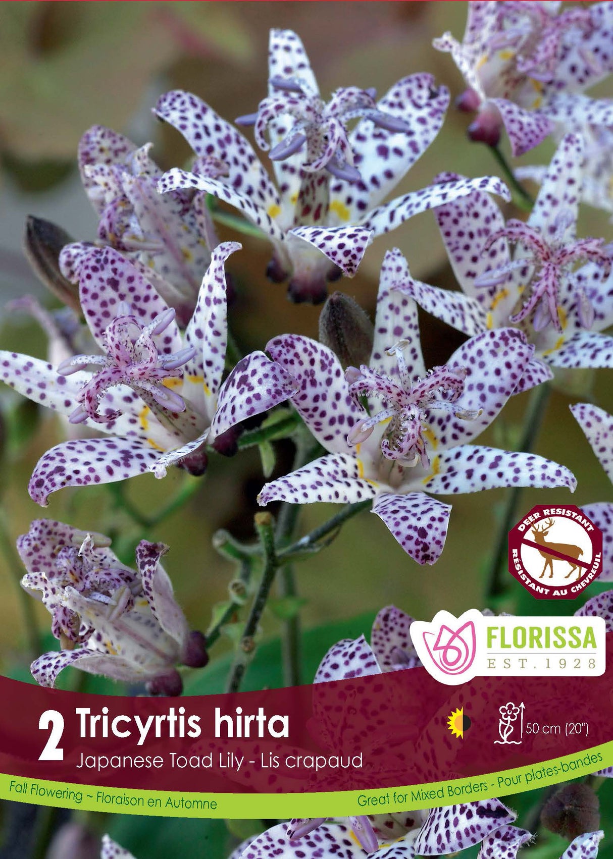 Tricyrtis - Hirta Retail