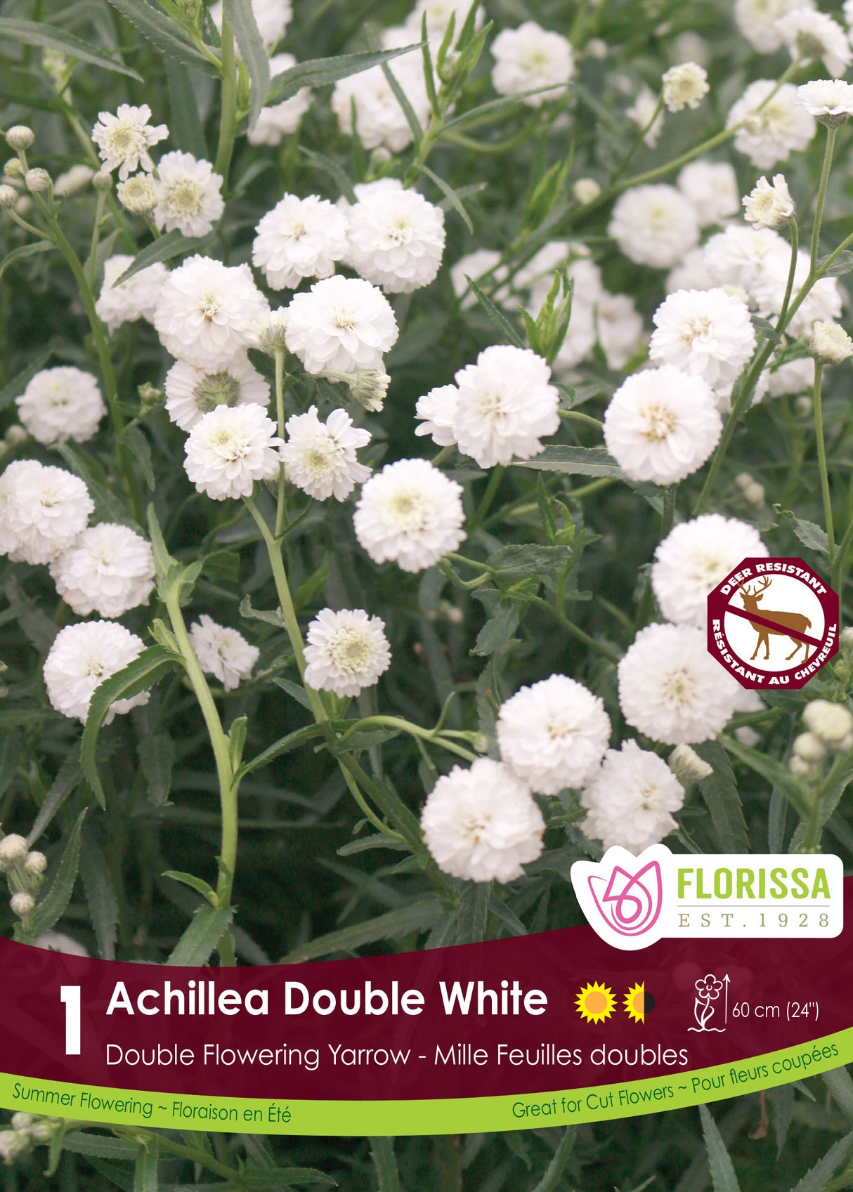 Achillea - Double White Retail