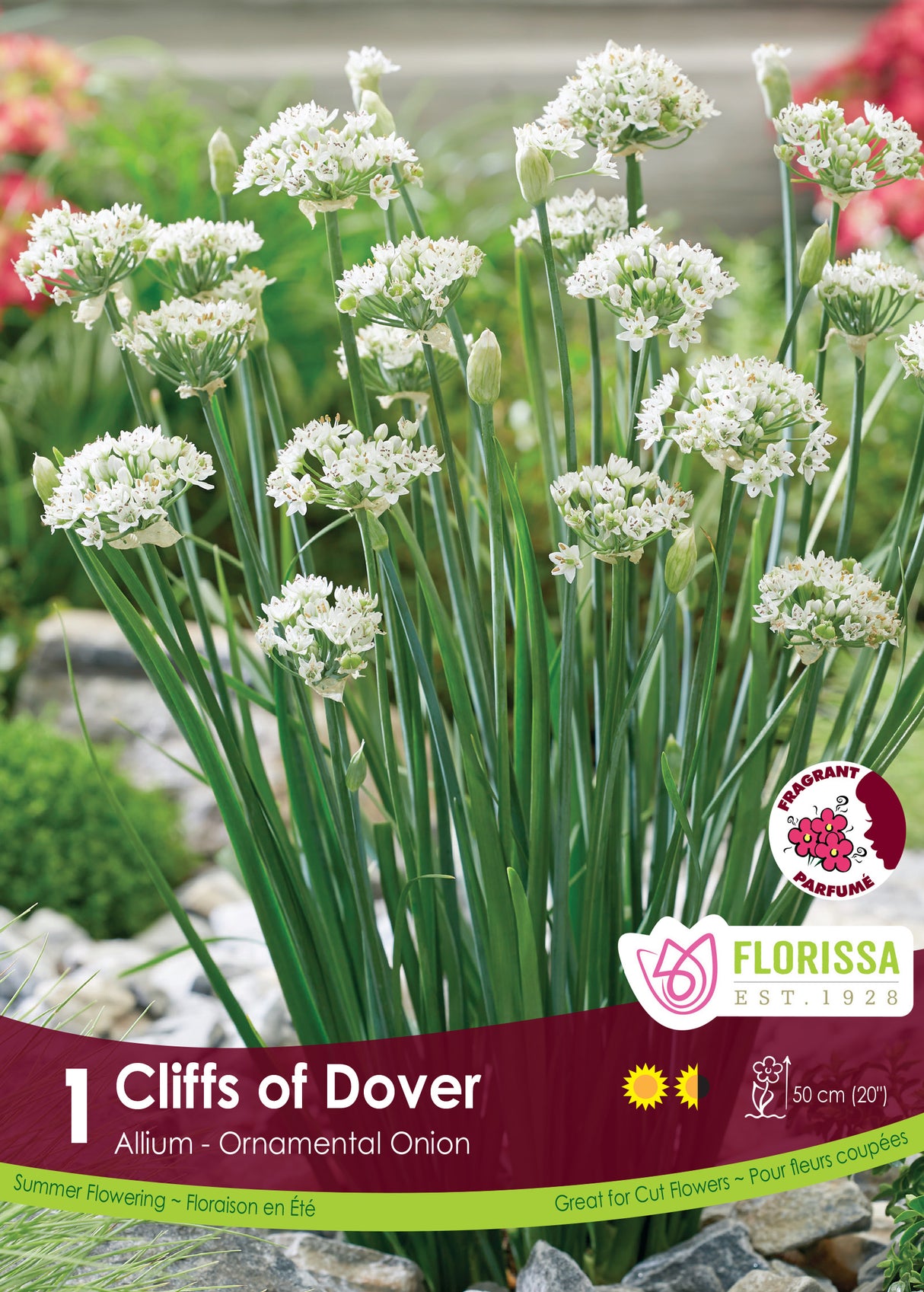 Allium - Cliffs of Dover Retail
