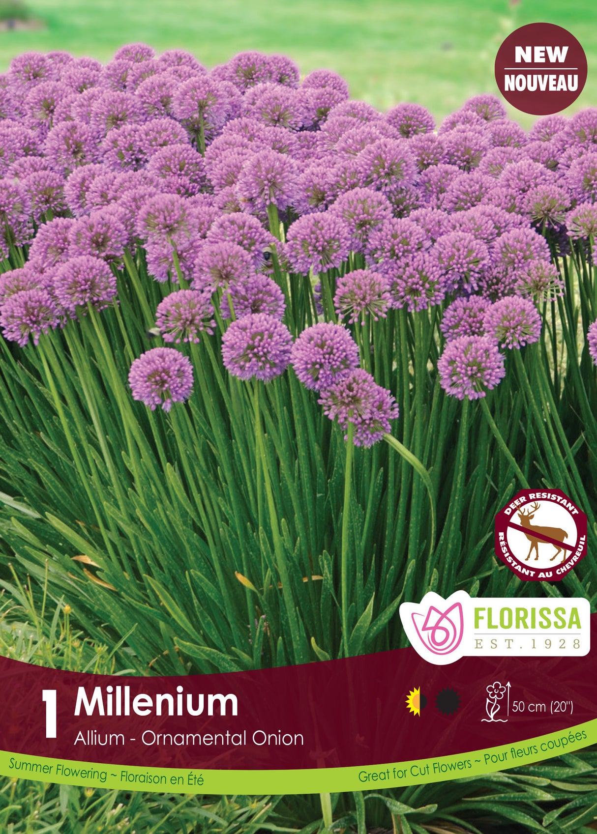 Allium - Millenium Retail