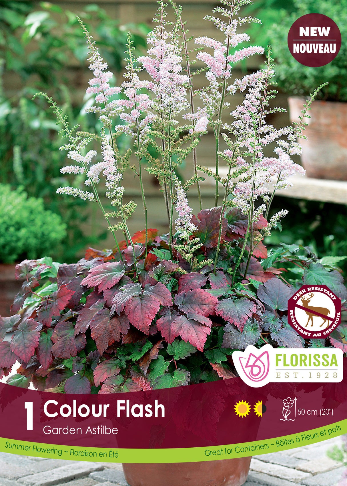 Astilbe - Colour Flash Retail