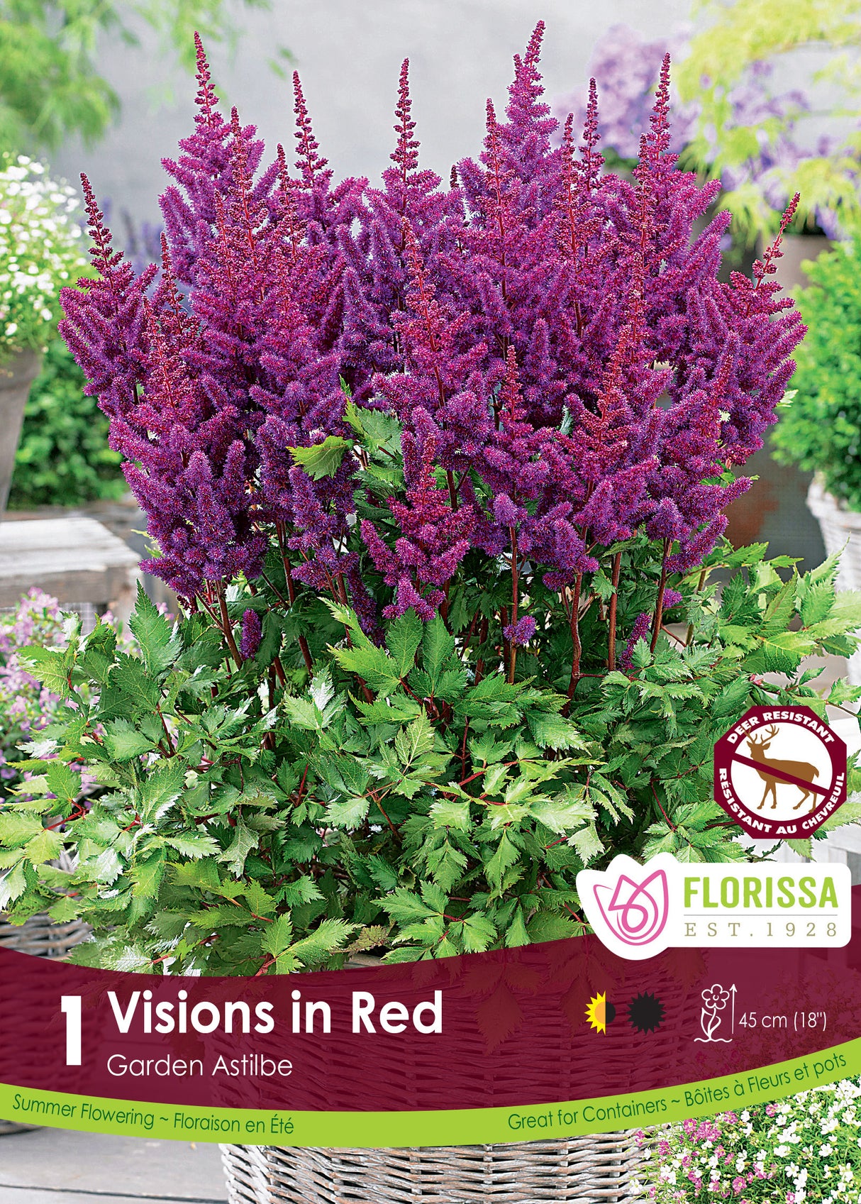 Astilbe - Vision in Red Retail