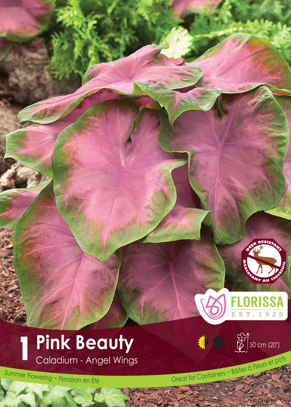 Caladium - Pink Beauty Retail