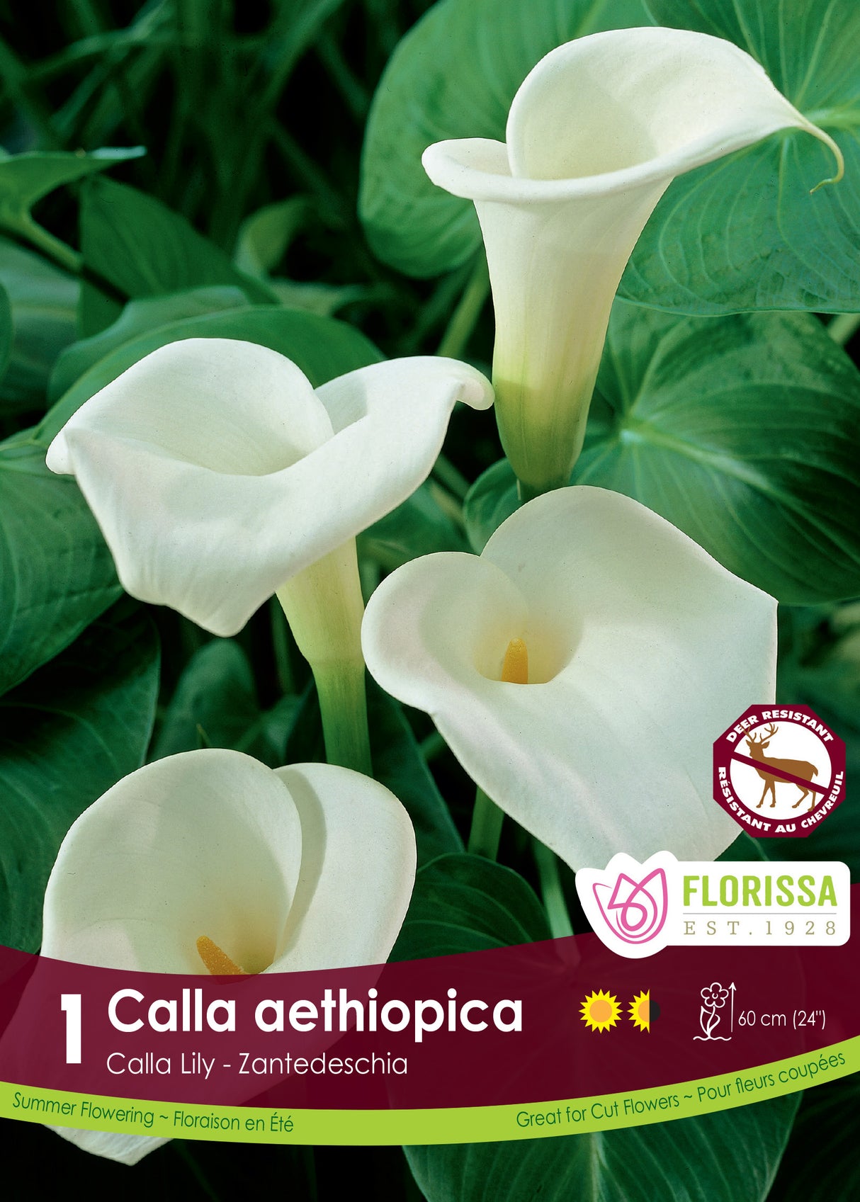 Calla Lily Zantedeschia - Aethiopica Pkg