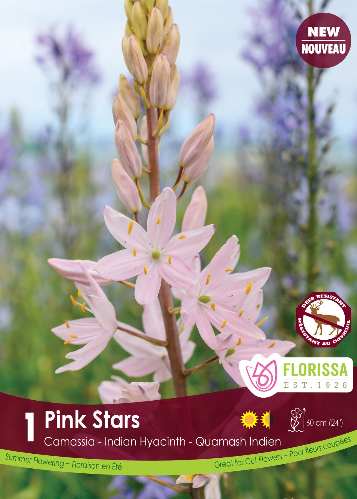 Camassia - Pink Stars Retail