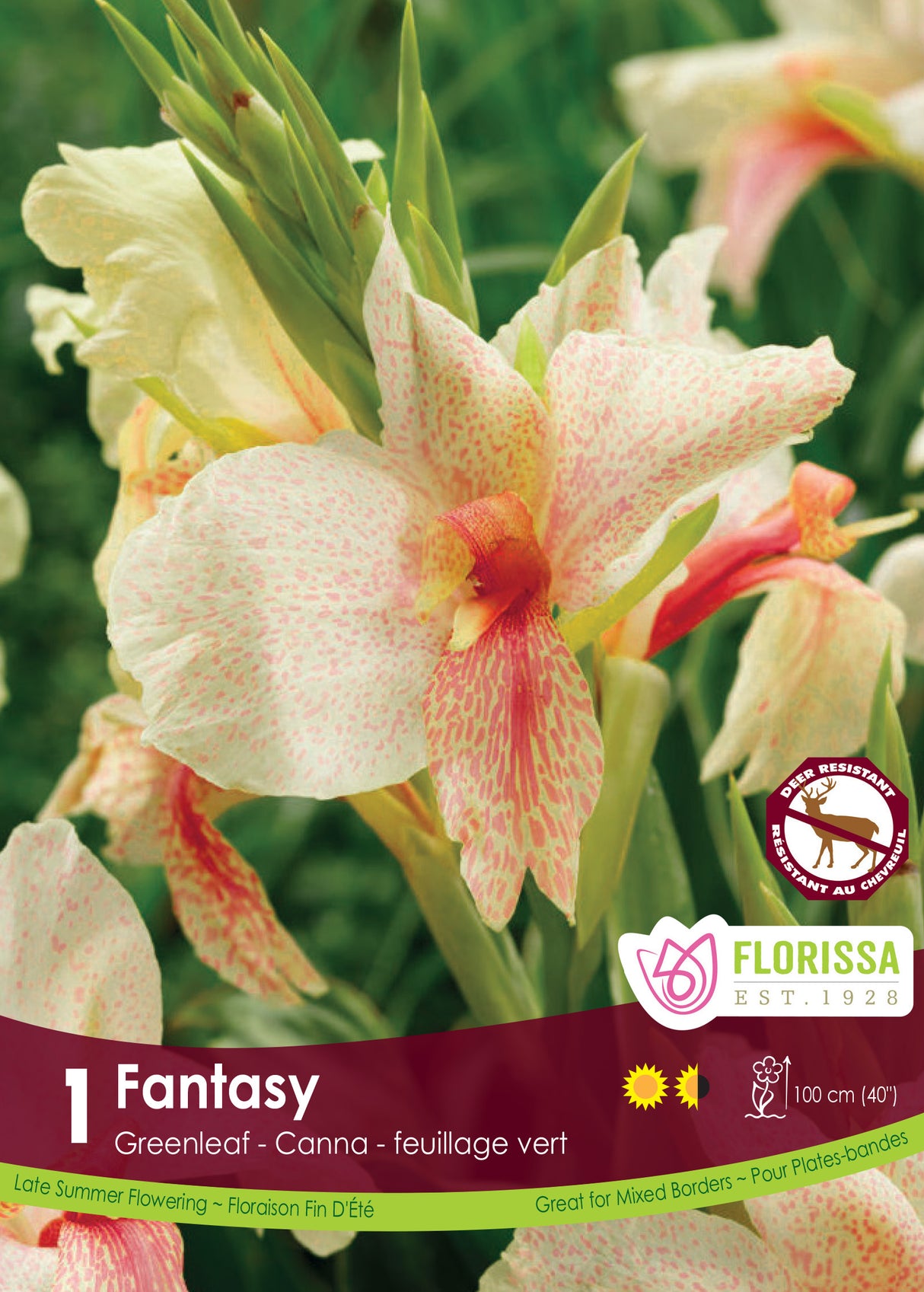 Canna Novelty - Fantasy Pkg