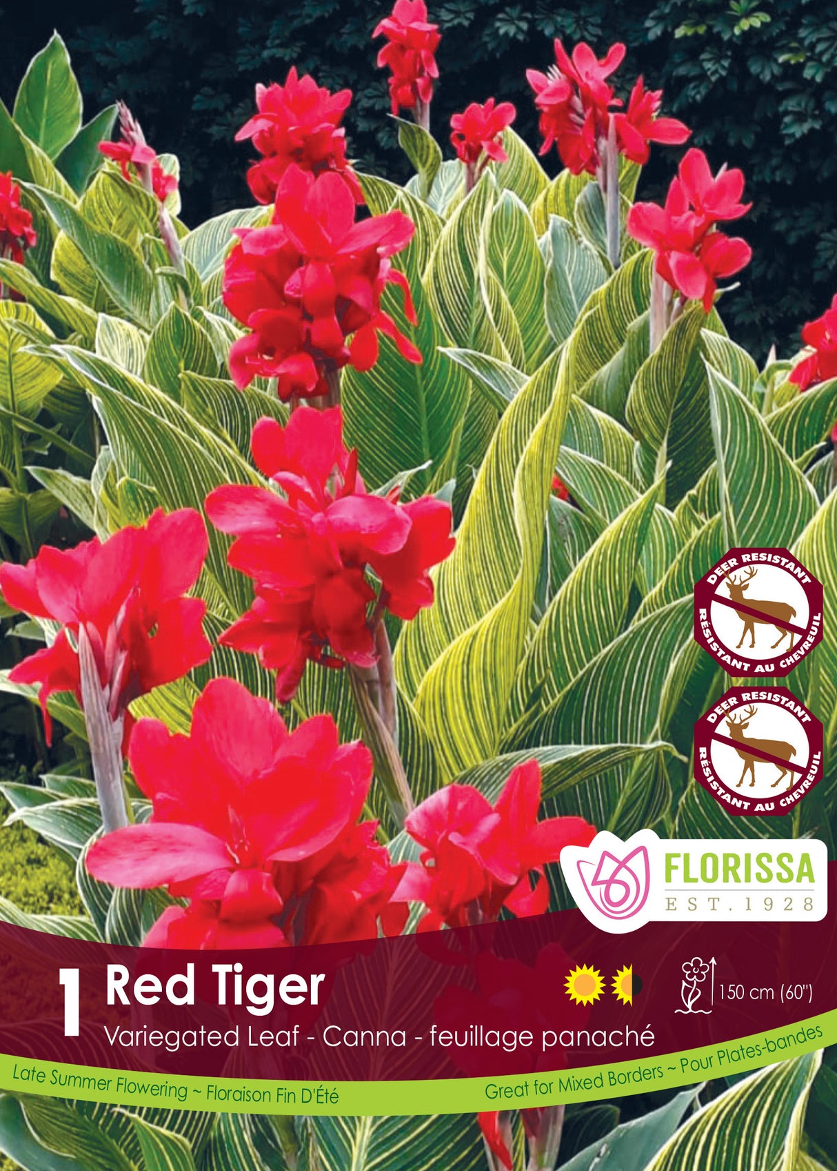 Canna Variegated Leaf - Red Tiger Pkg