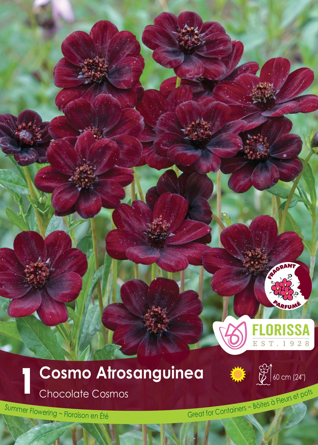 Cosmos - Atrosanguinea