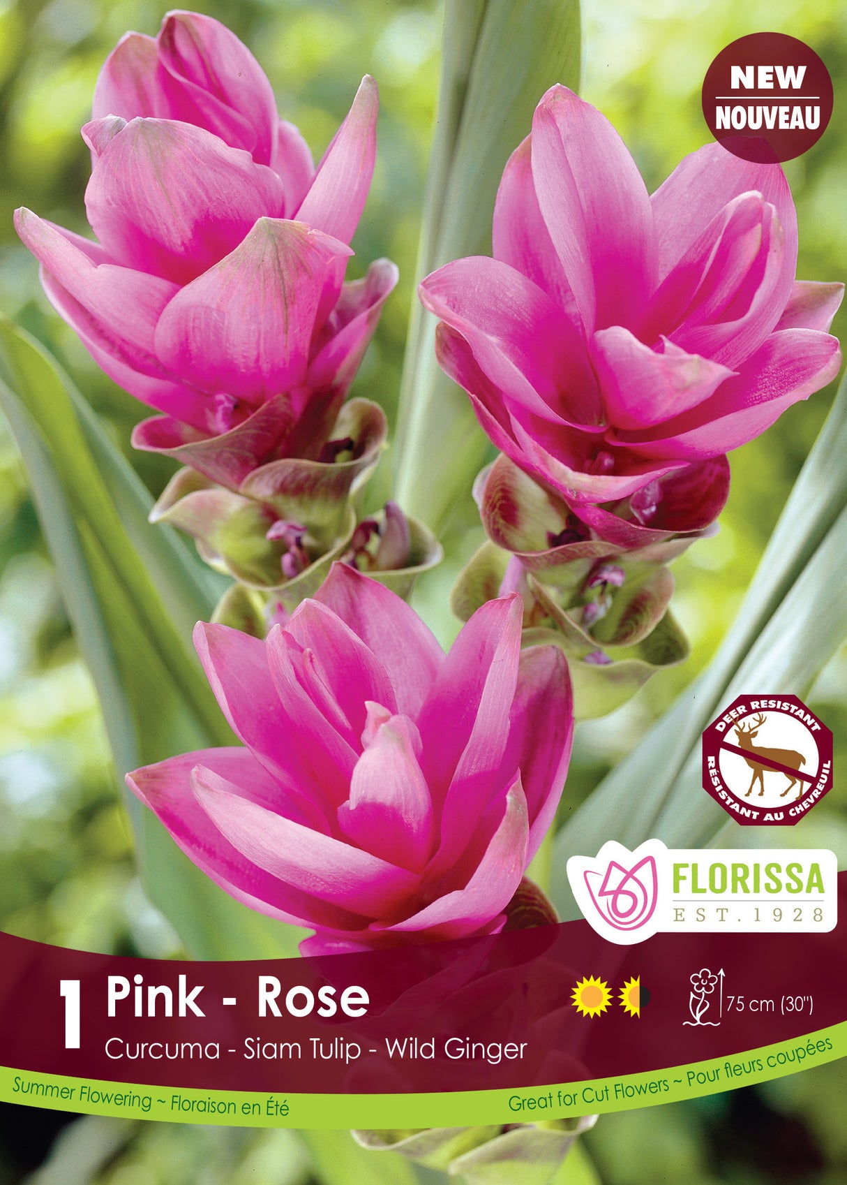 Curcuma - Pink