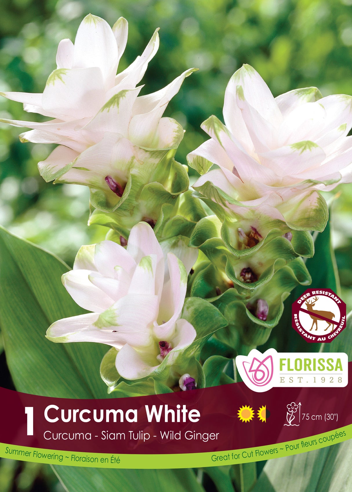 Curcuma - White