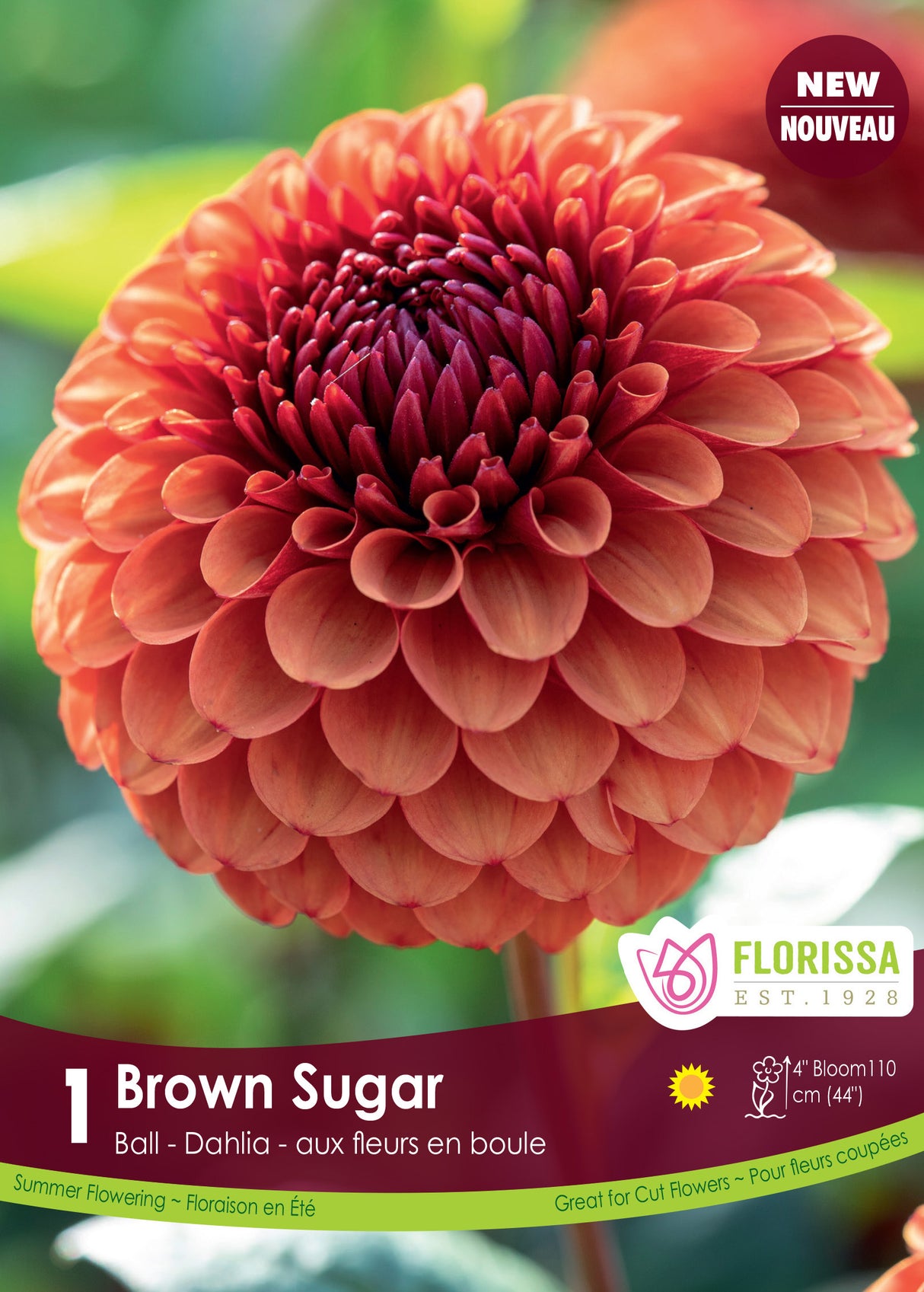 Dahlia Ball PREMIUM - Brown Sugar Retail