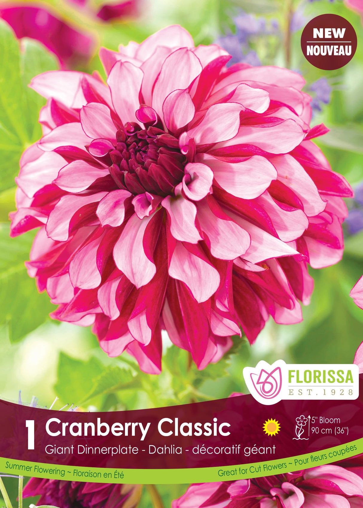 Dahlia Decorative - Cranberry Classic Retail