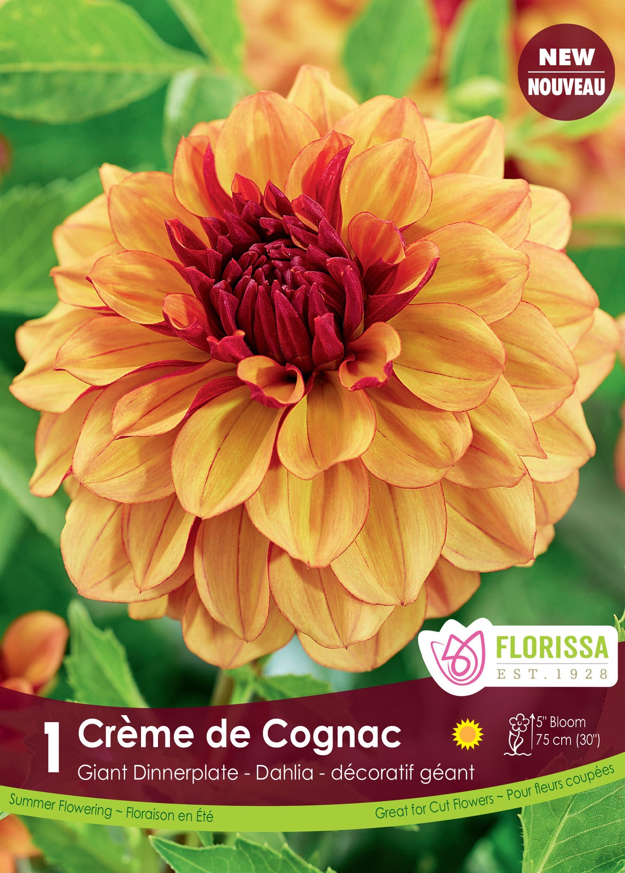 Dahlia Decorative - Crème de Cognac Retail